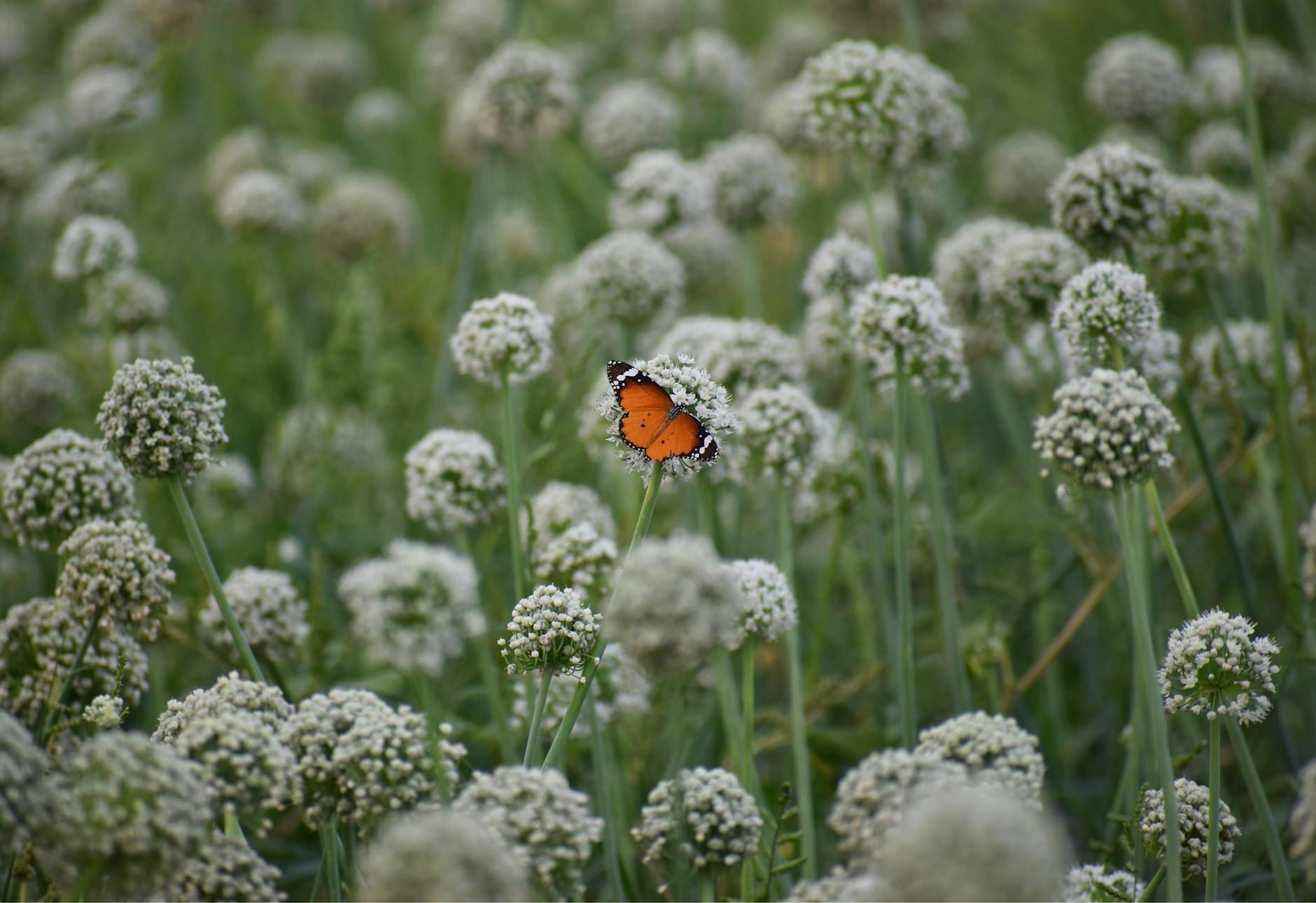 Wild butterfly sitting on flower in garden