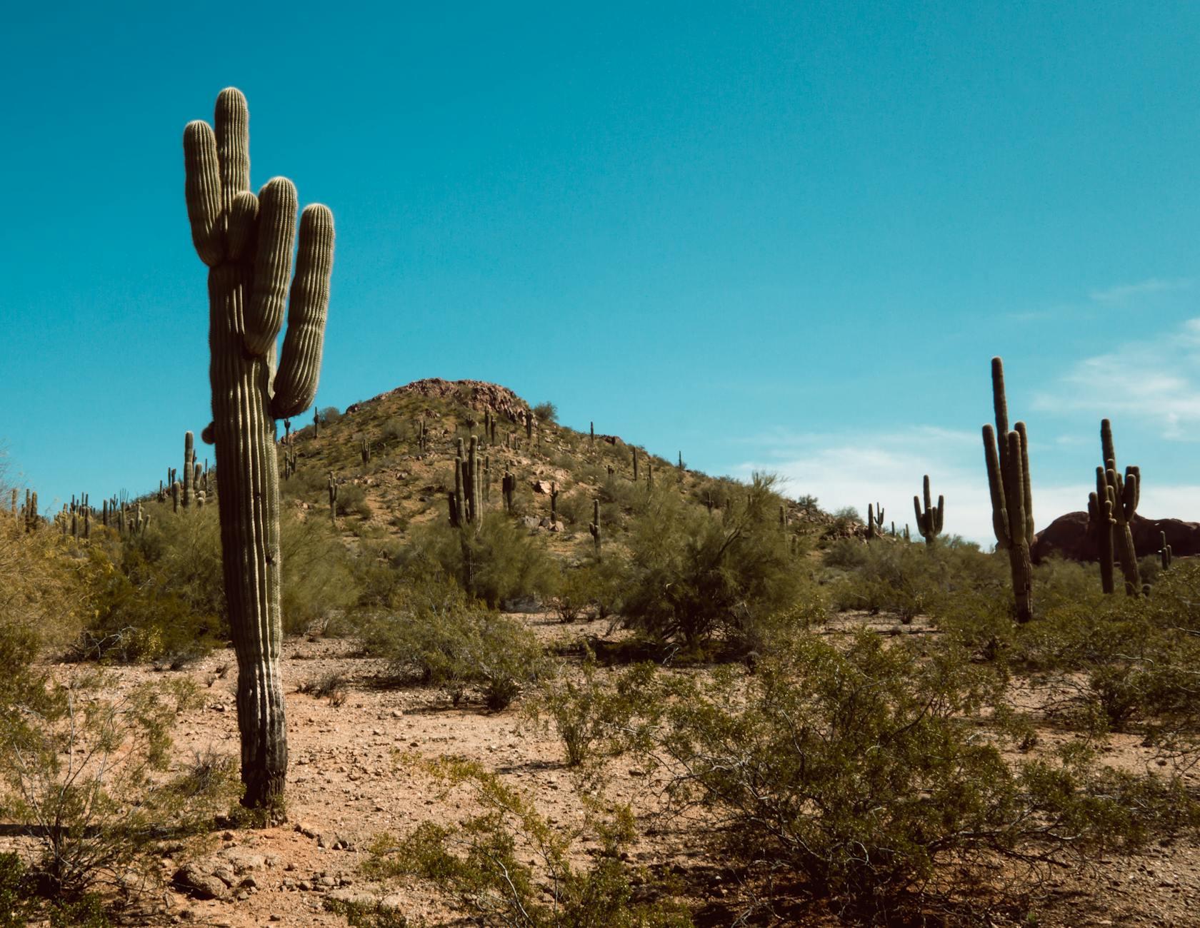 Green Saguaro Cactus on Brown Field