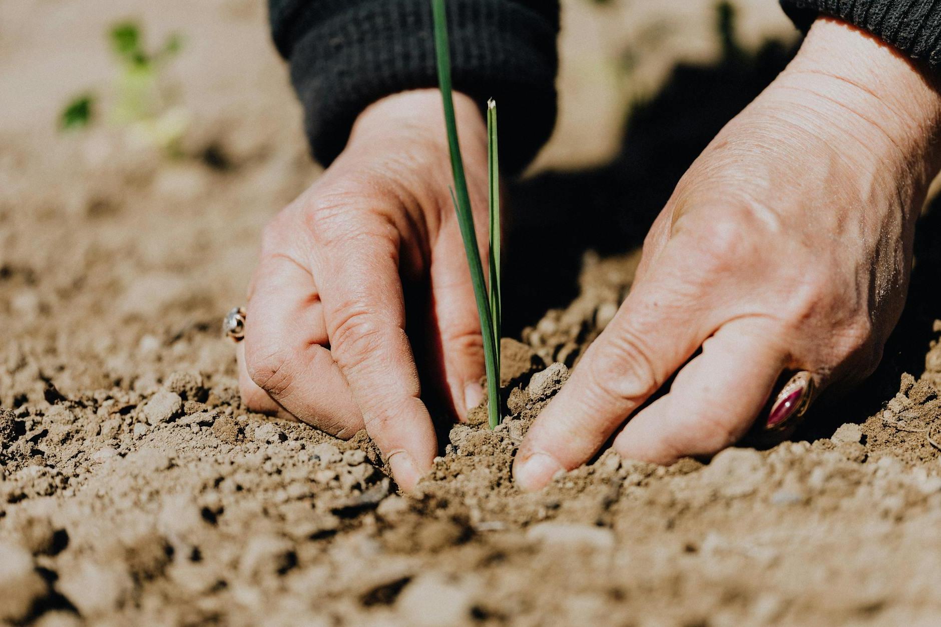 Ground level of unrecognizable female gardener planting green sprout in soil while working on plantation