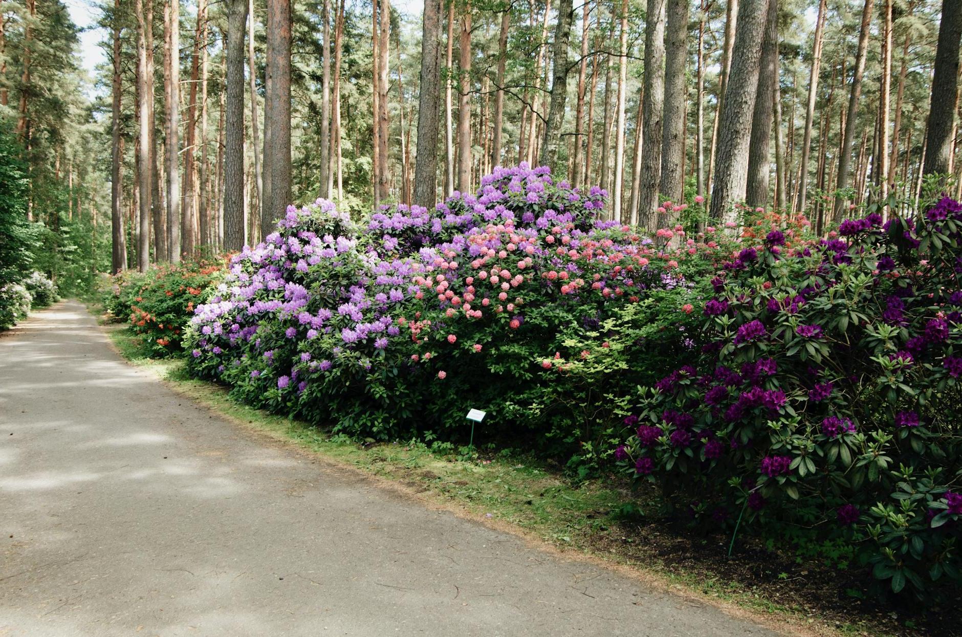 Walking pathway going through beautiful multicolored rhododendron bushes blooming in park in early spring