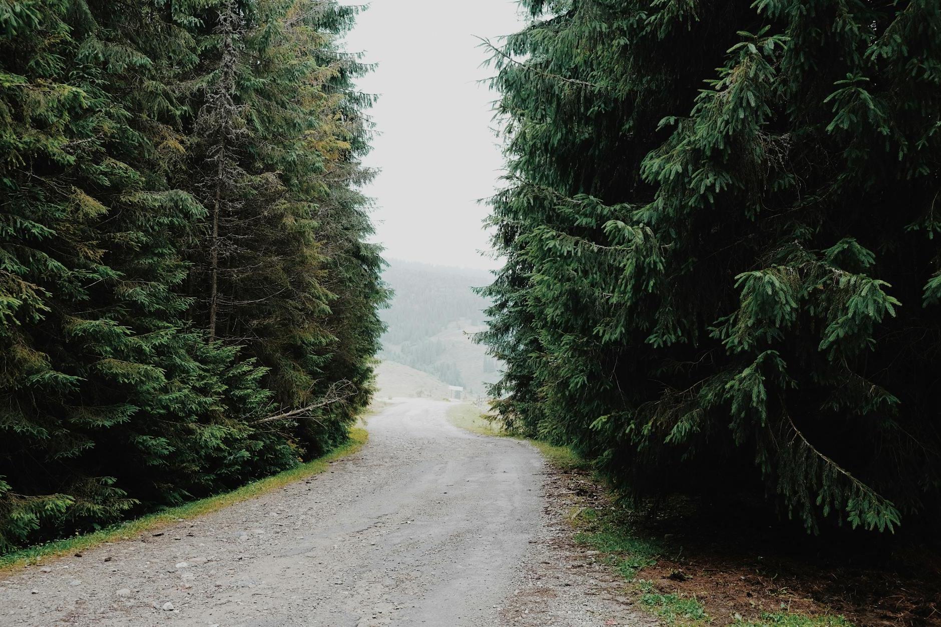 Empty pathway between trees in countryside in fog