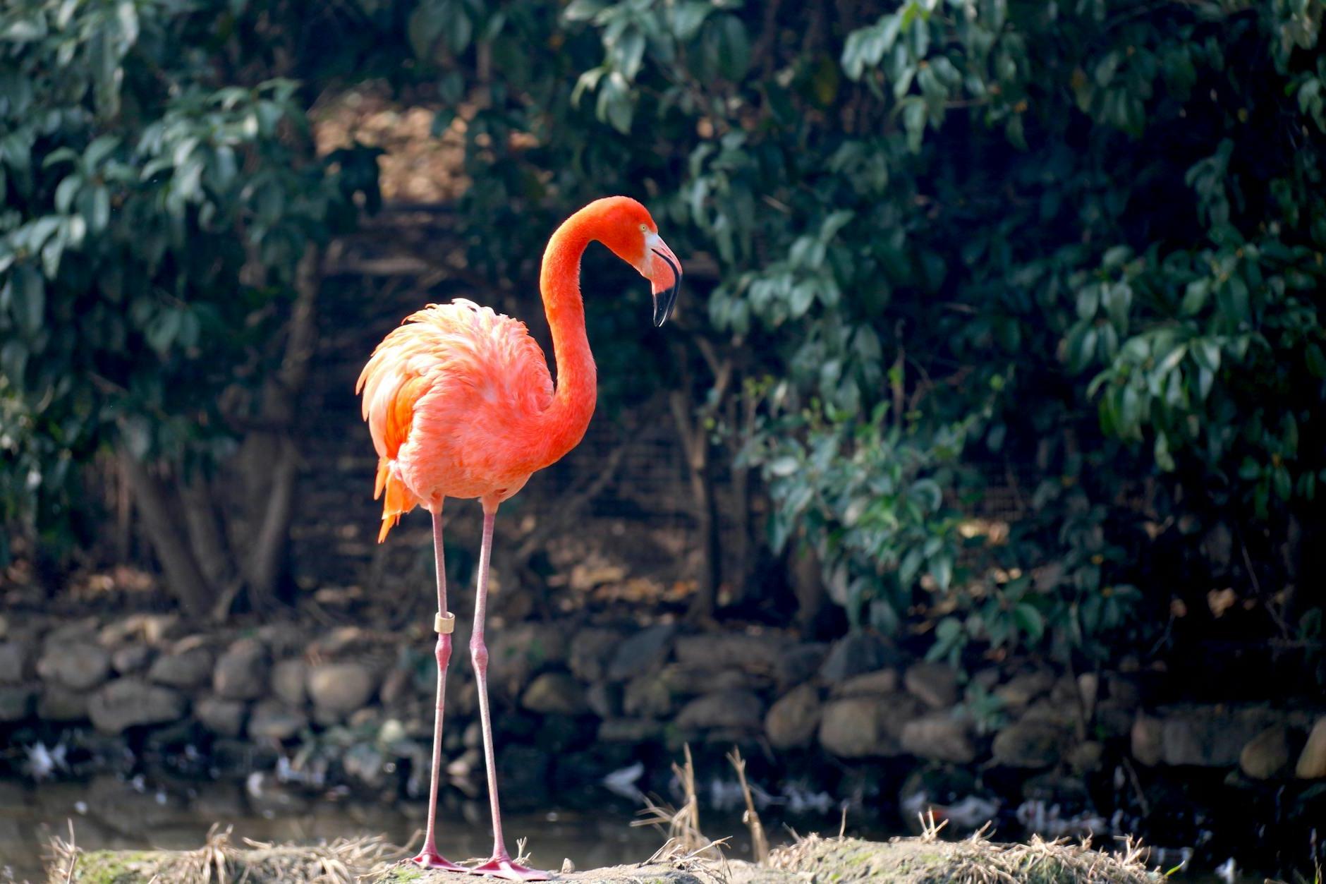 Orange Flamingo