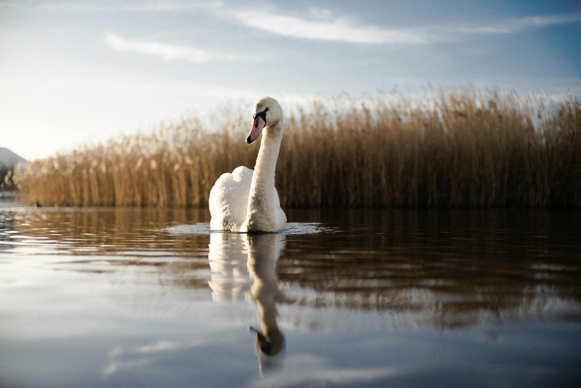 Swan in River Near Grass