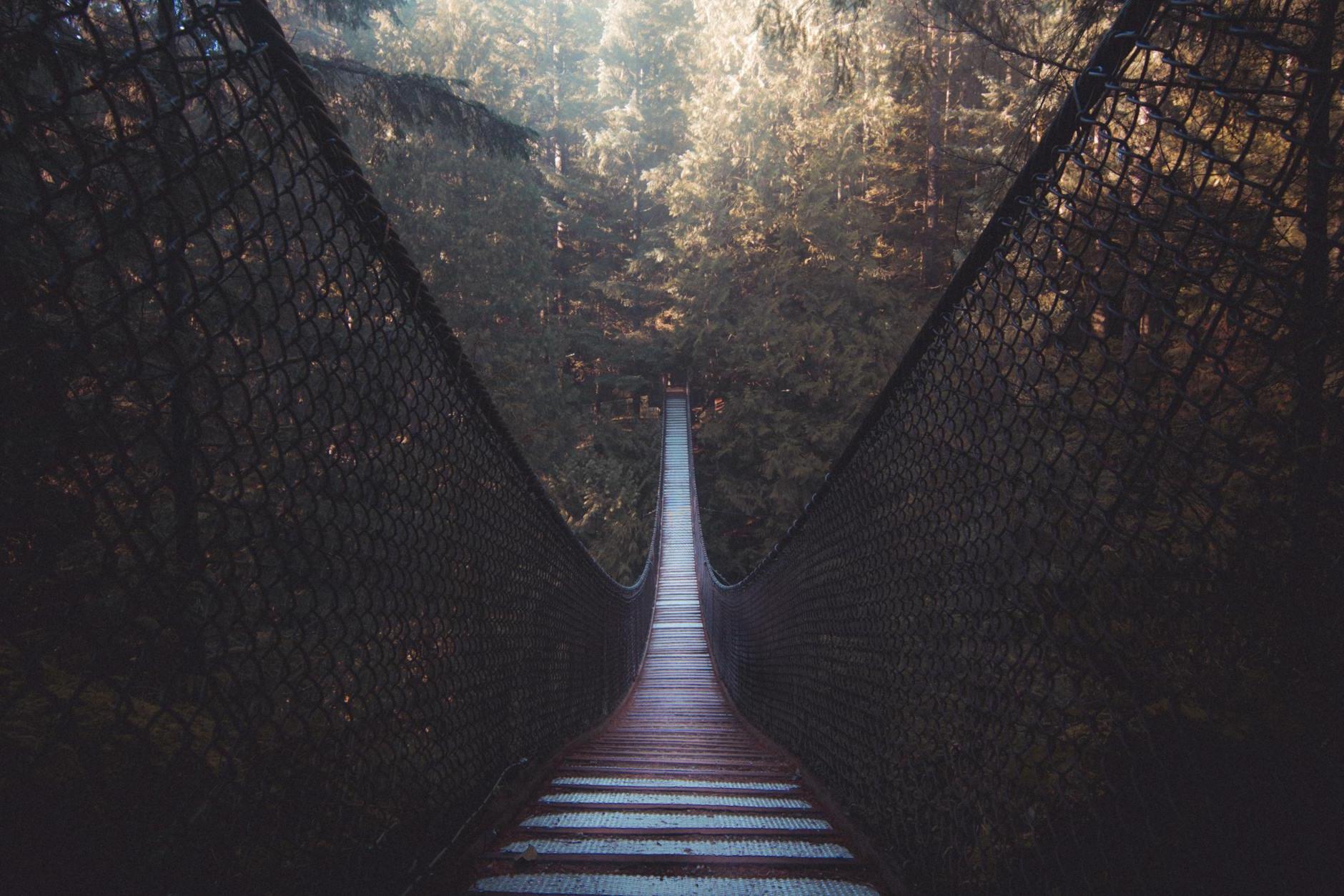 Suspension bridge in coniferous forest in sunny weather