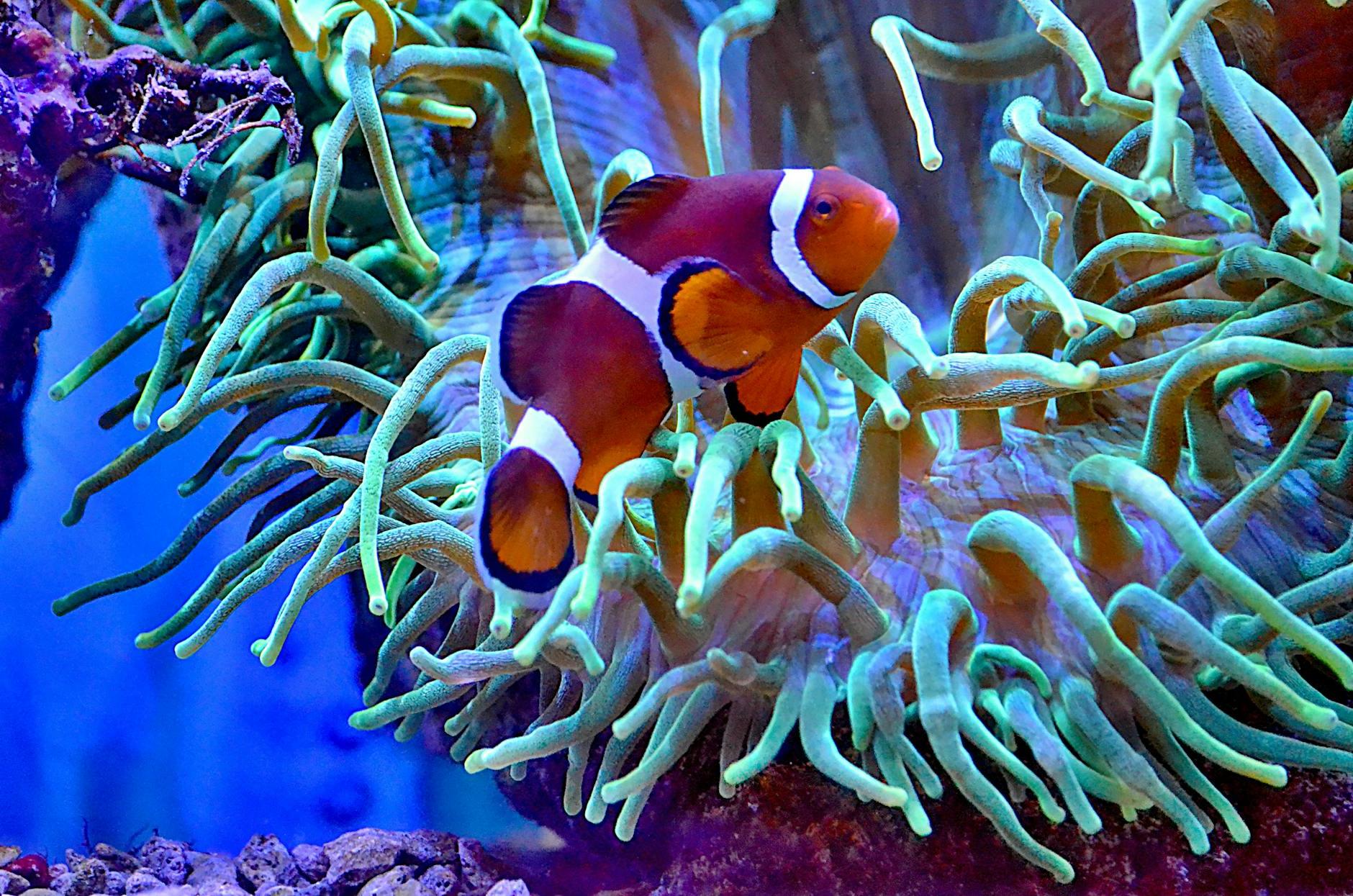 Colorful anemonefish swimming in big aquarium