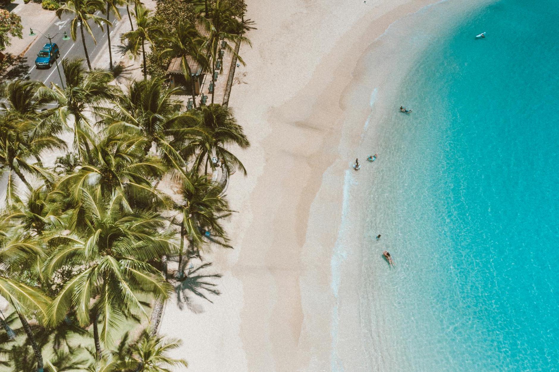 Green Palm Tree on White Sand Beach