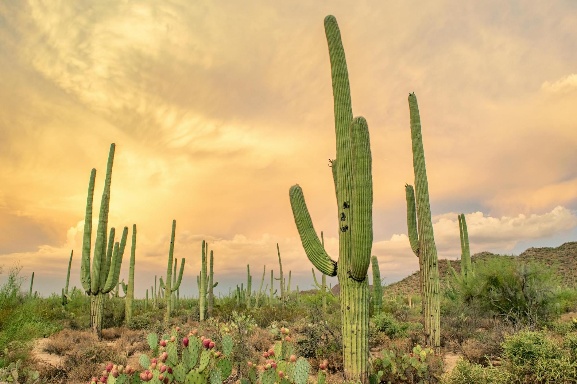 Discover the Top 10 Must-See Places in Tucson, Arizona