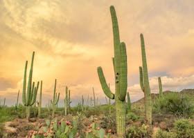 Discover the Top 10 Must-See Places in Tucson, Arizona