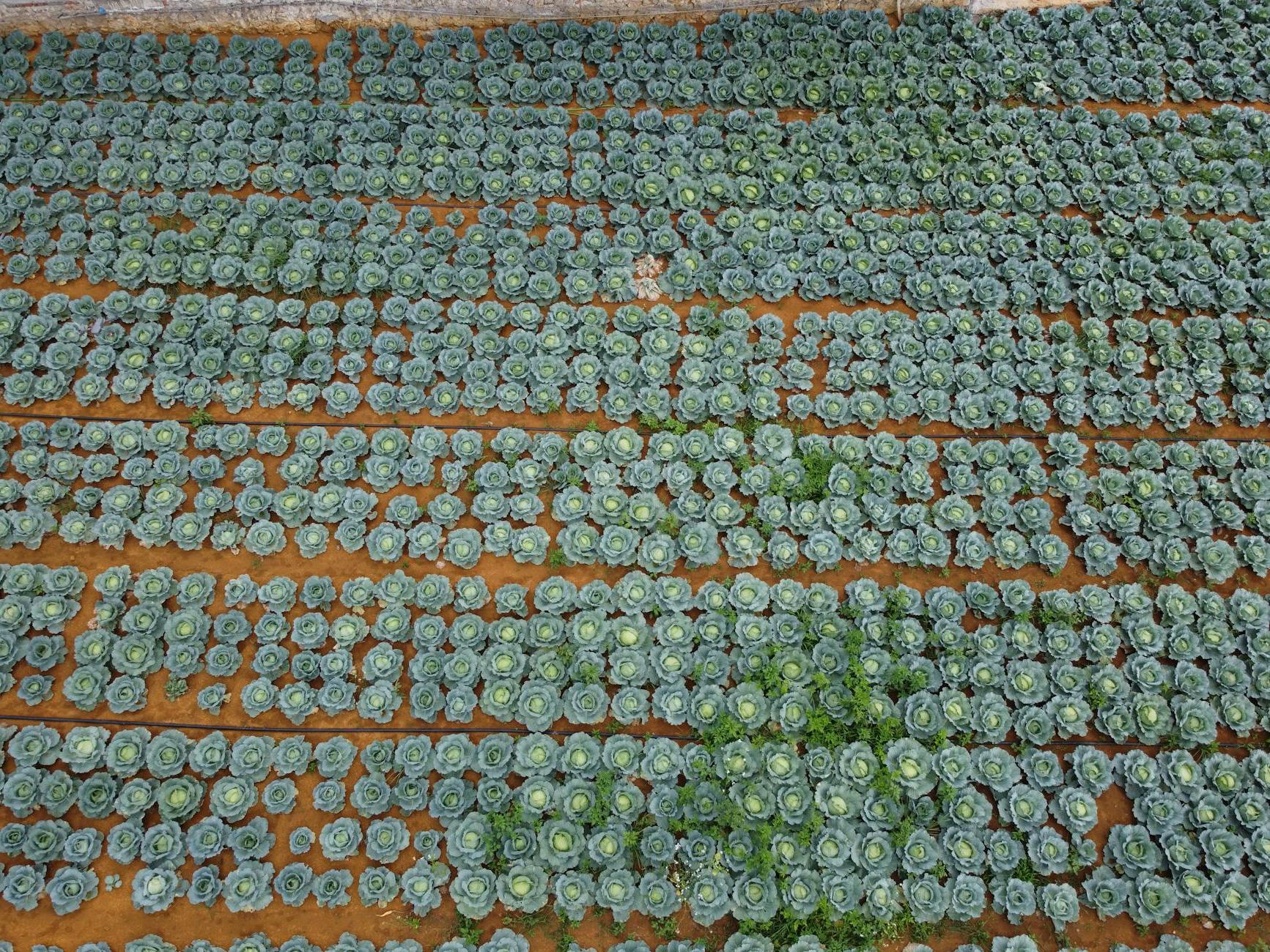 Rows of cabbages in vast plantation in farm