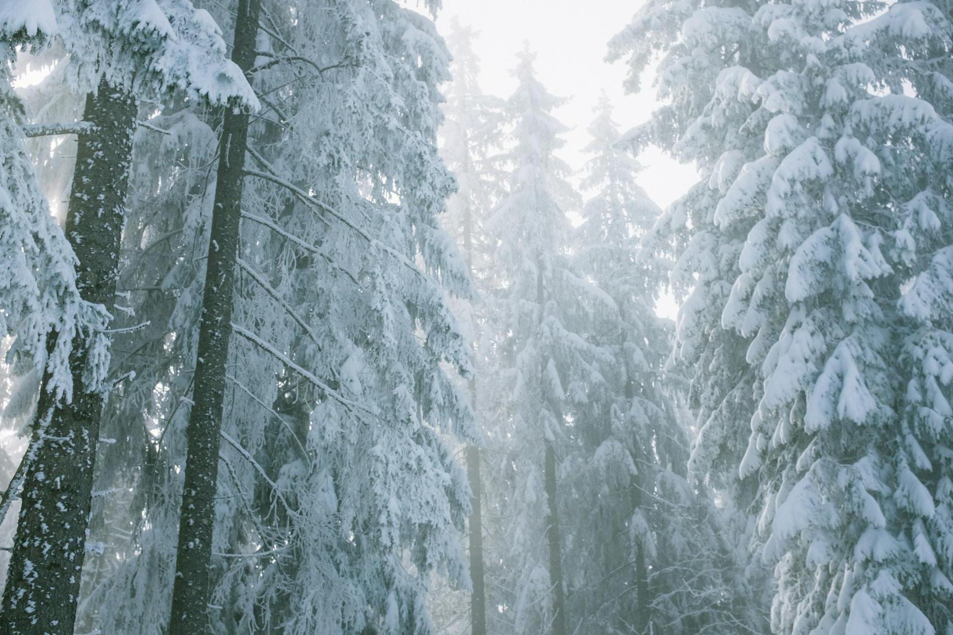 Scenic view of untouched woods with high trees covered with snow in foggy weather