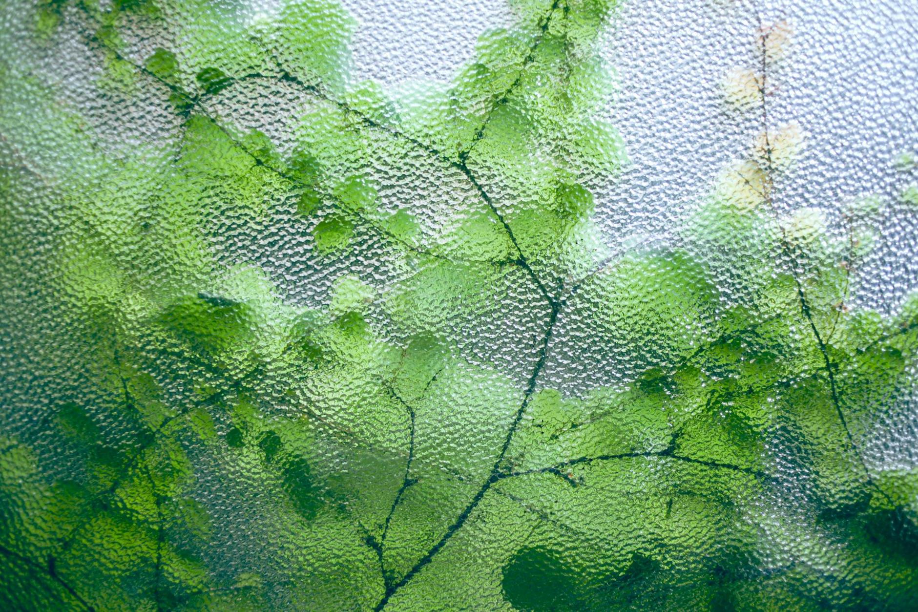 Delicate green leaves on thin twigs of fresh plant growing near glass window