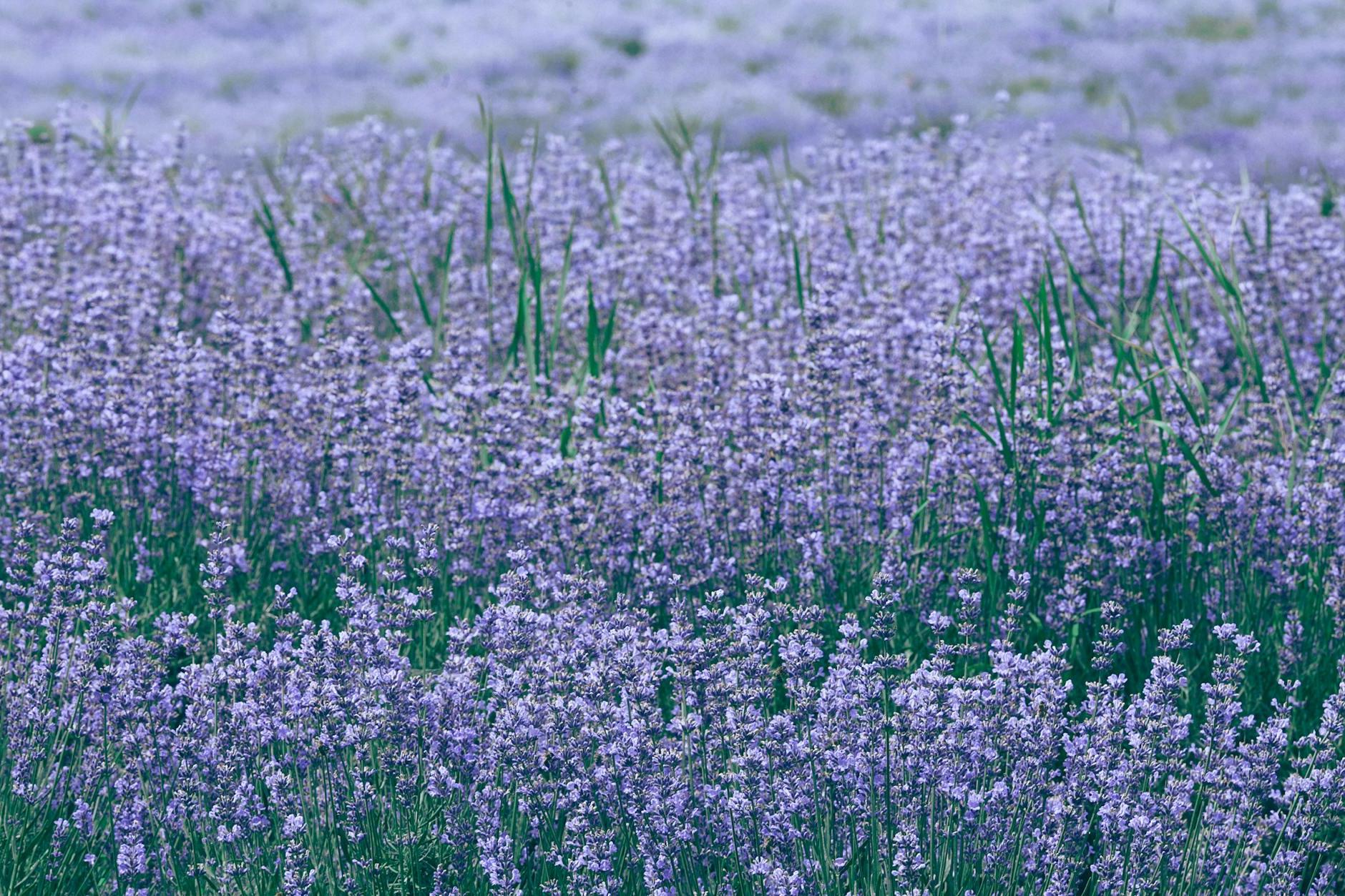 Lavender field with blooming violet flowers