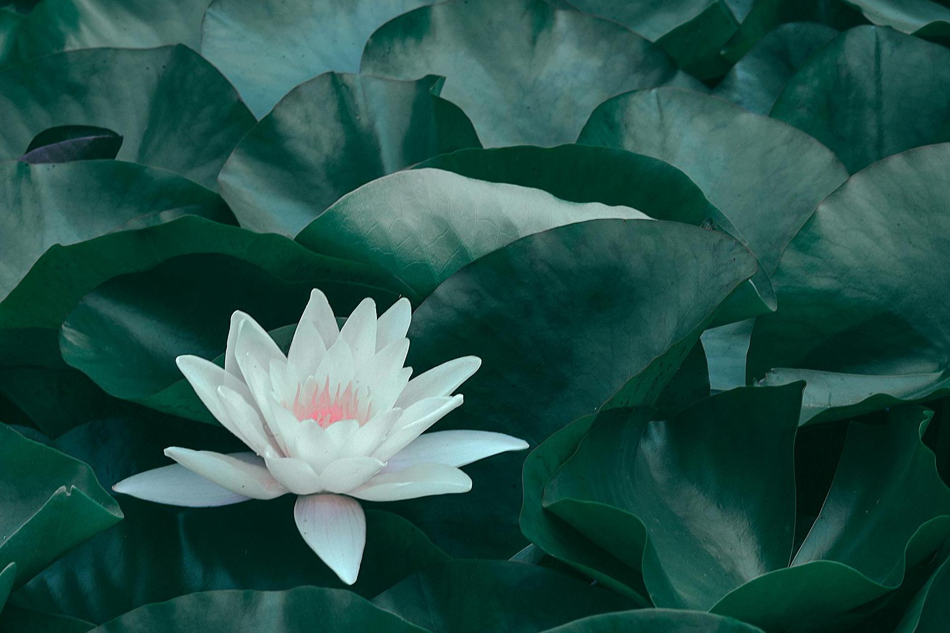 Blooming lotus flower with green leaves