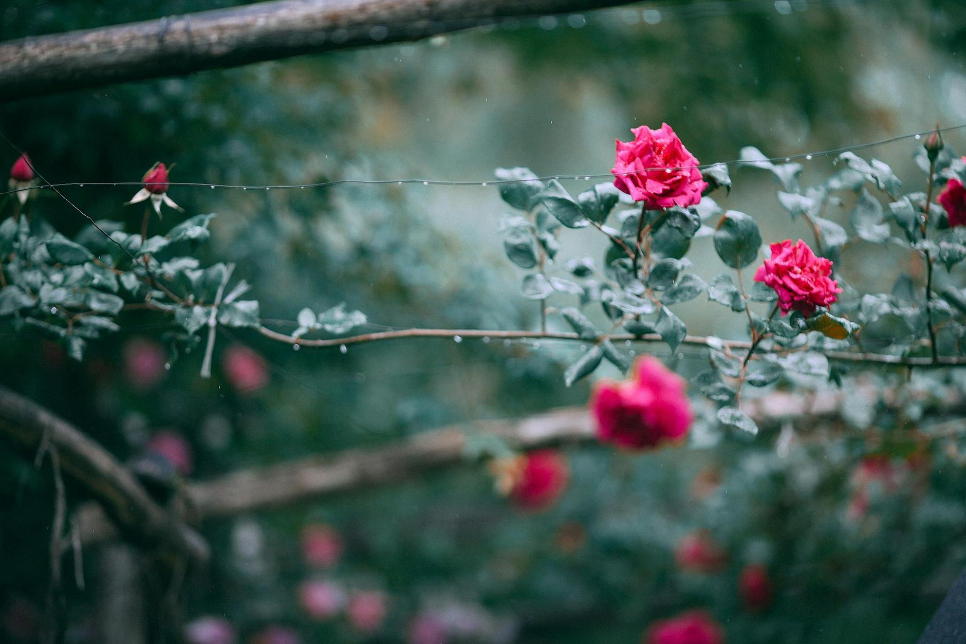 Green bushes with blooming roses and rose buds in summer garden on blurred background