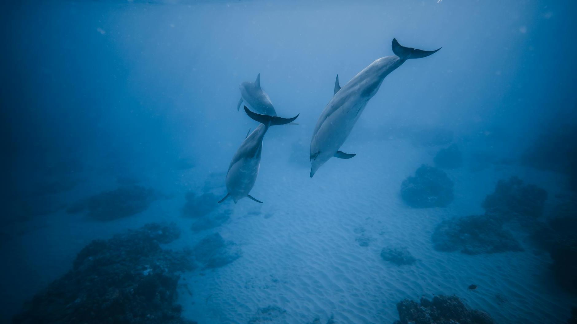 Dolphins swimming in deep blue water