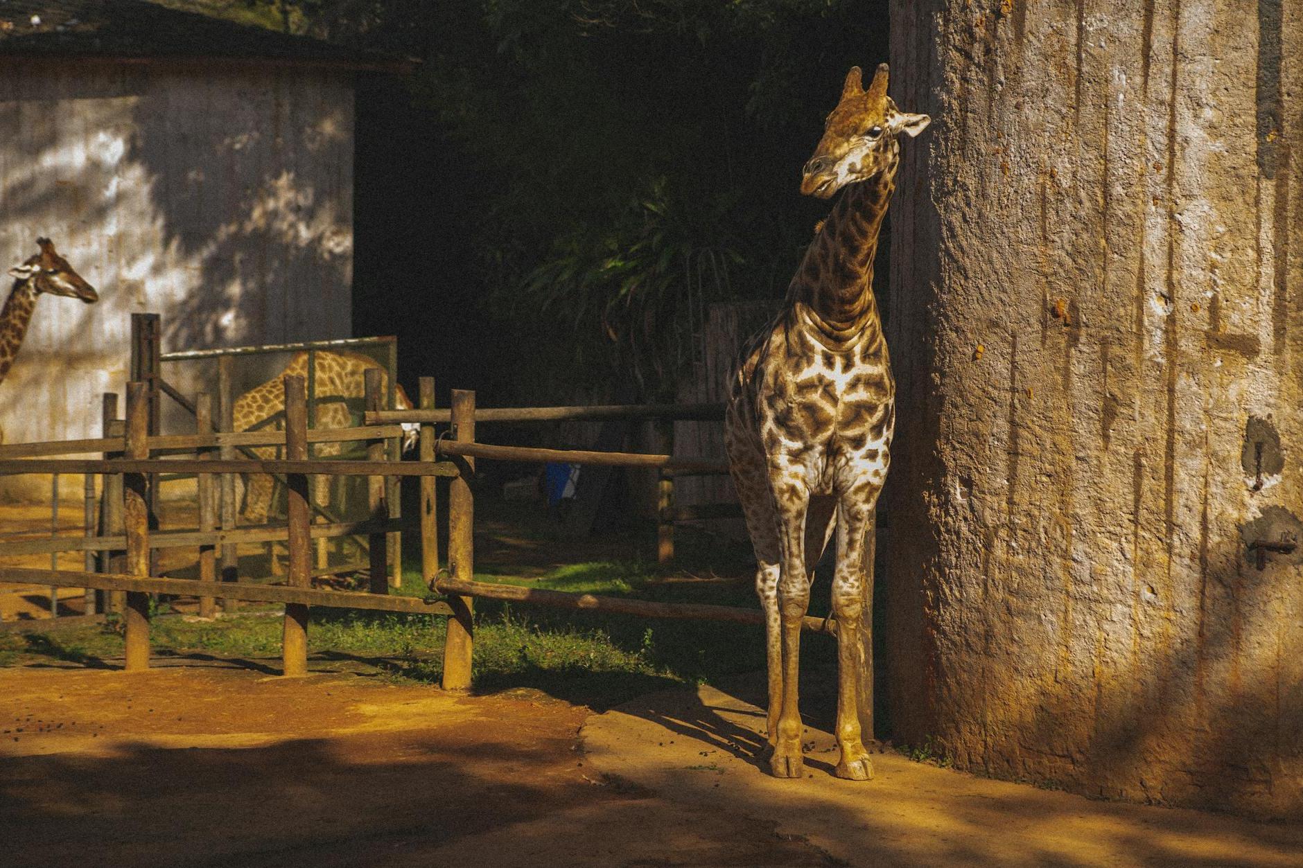 Giraffes behind enclosure in zoological garden