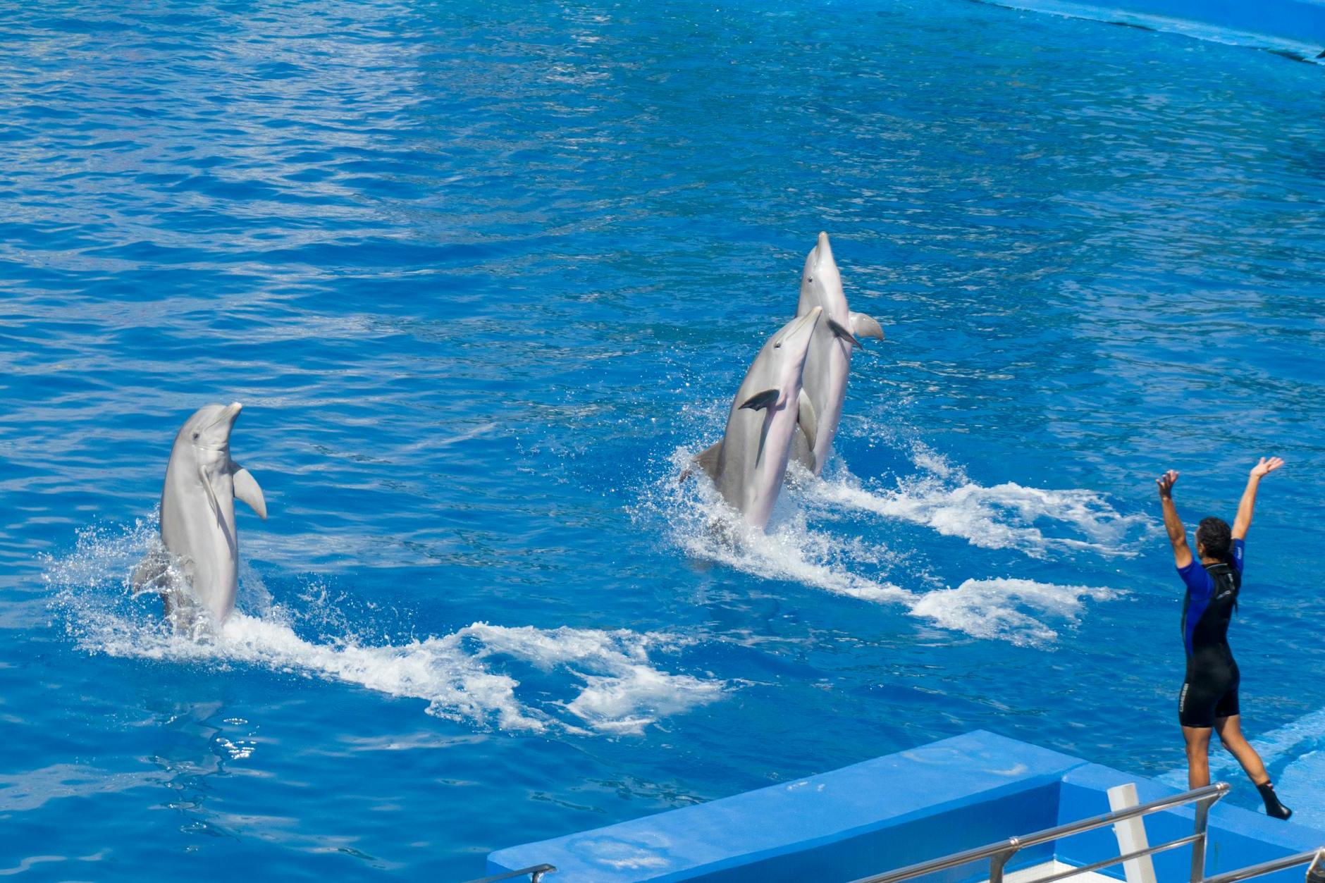 Dolphins Doing a Show