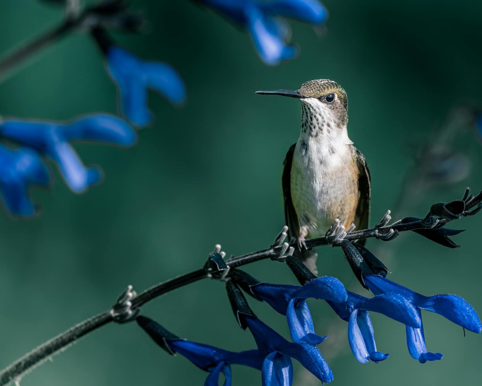 Hummingbird on blooming flower stem in garden