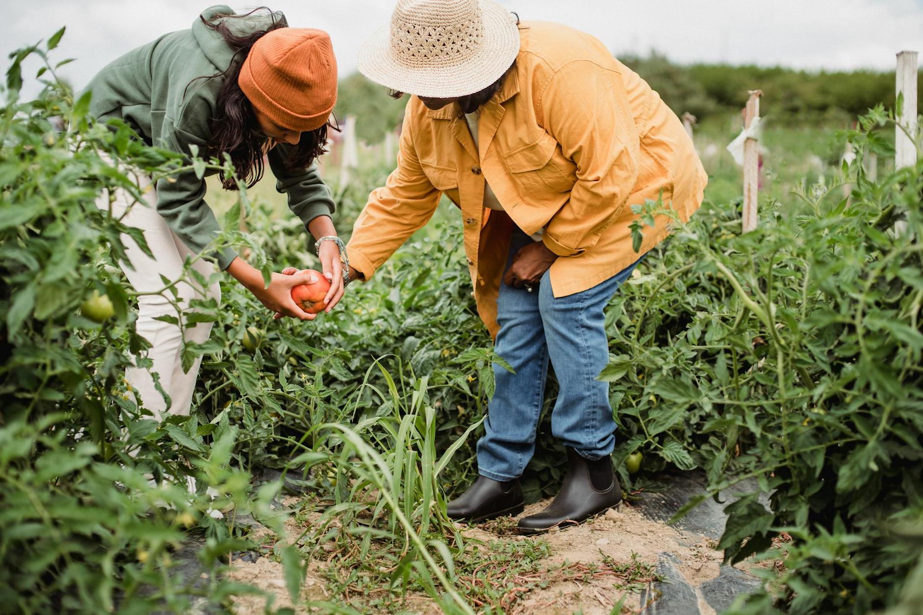 Side view of unrecognizable ethnic female gardeners in casual clothes and hats harvesting ripe vegetables in green plantation