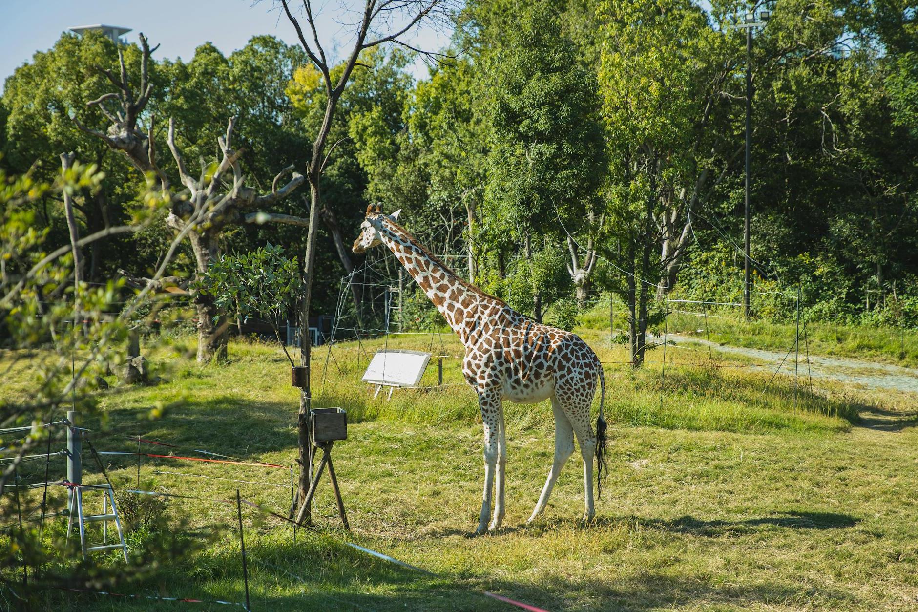 Calm cute giraffe standing on grassy lawn in green conservation park on sunny weather