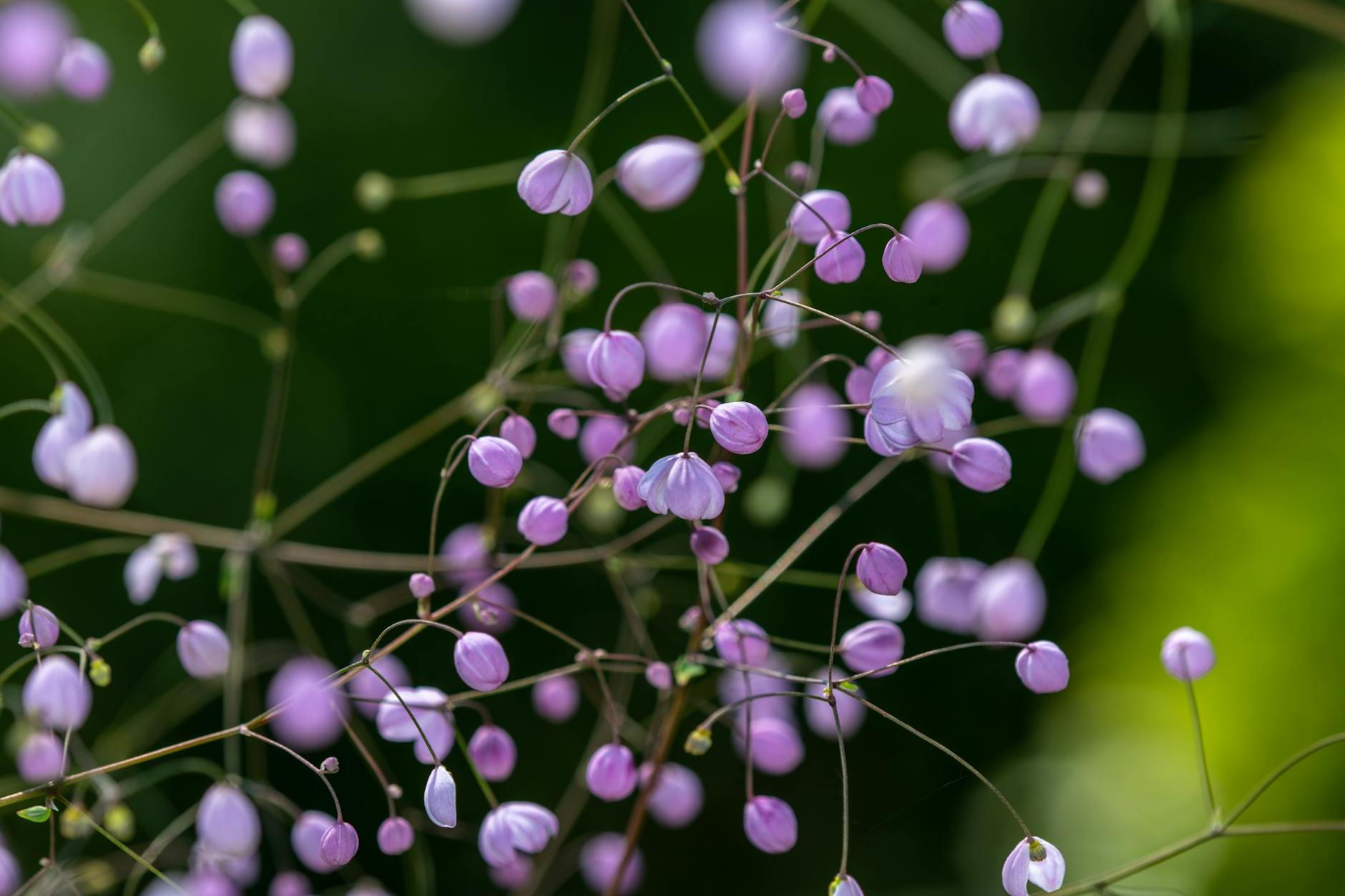 Low angle closeup of gentle exotic Chinese meadow rue plant with tiny purple flower growing in green garden on sunny day