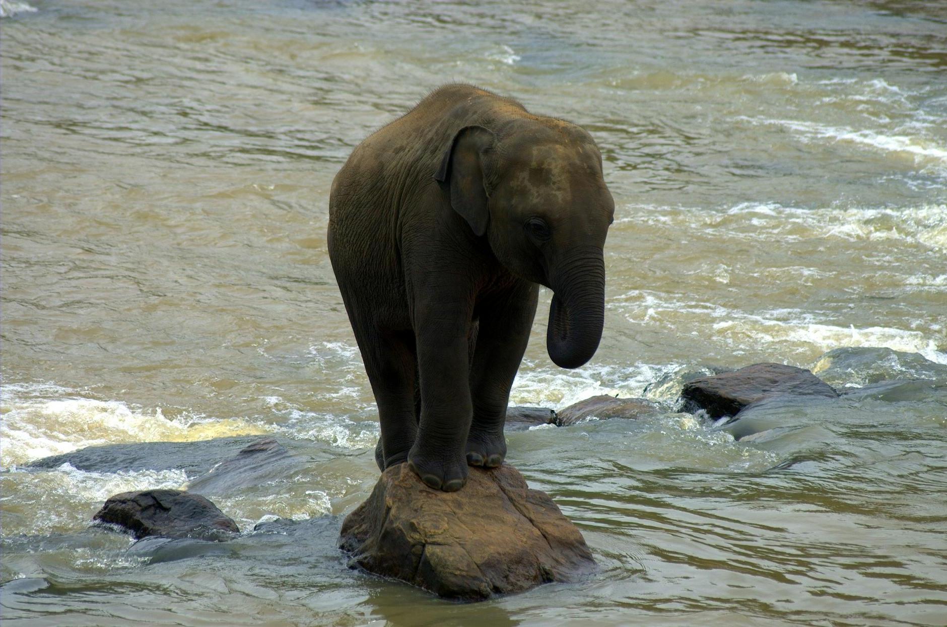 Cute elephant drinking water from rocky river