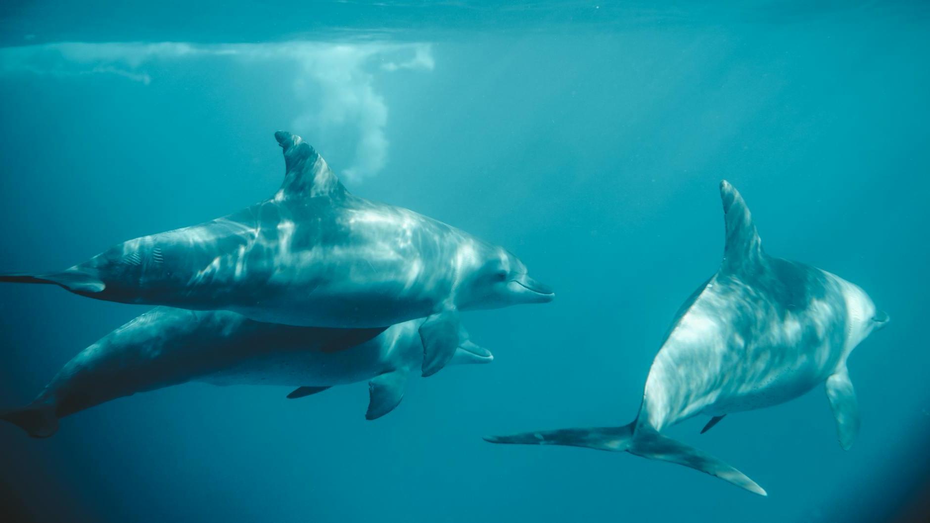 Photo of Three Dolphins Swimming Underwater