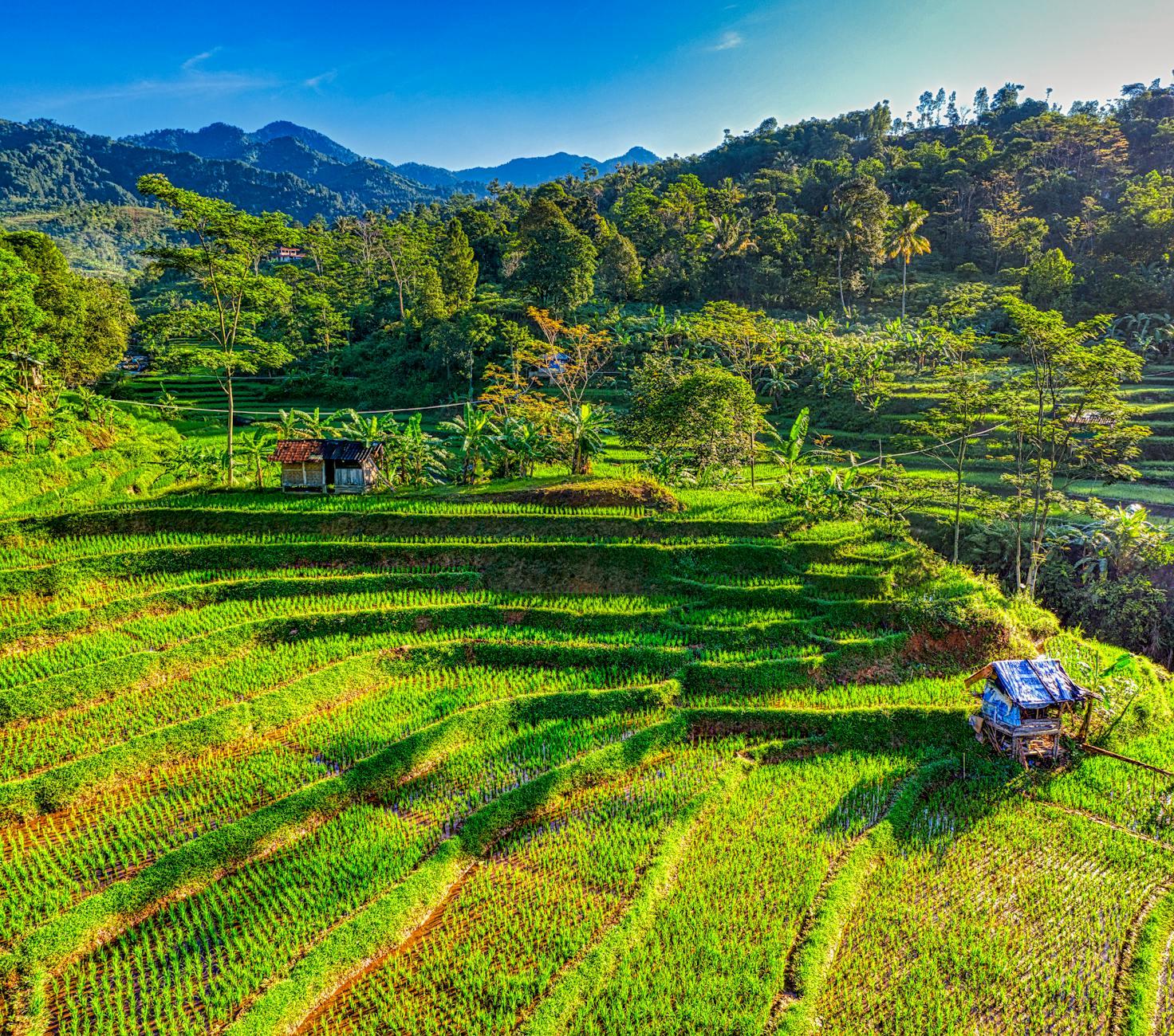 Terraced green rice plantation on hillside in agricultural area against lush tropical rainforest under cloudless sky