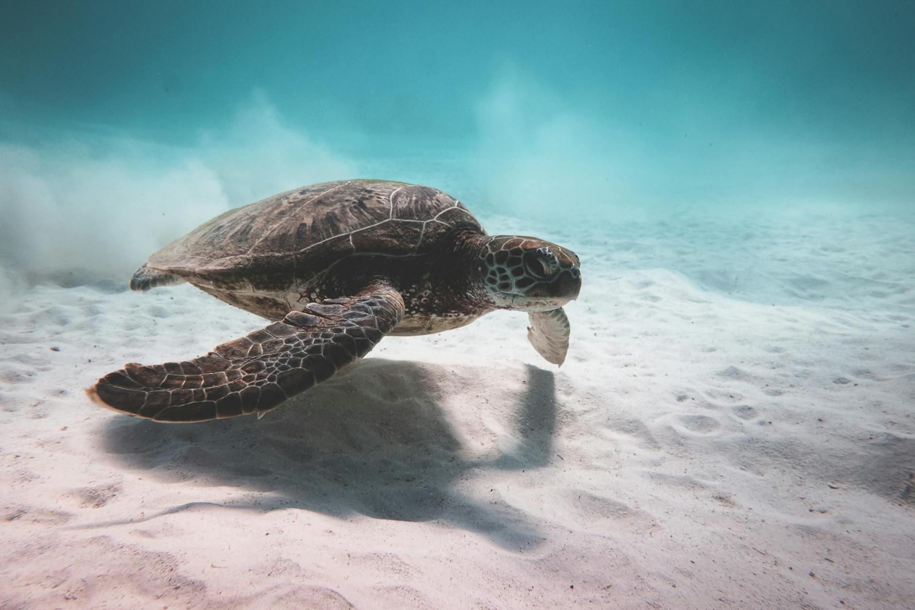 Turtle swimming underwater near bottom of sea