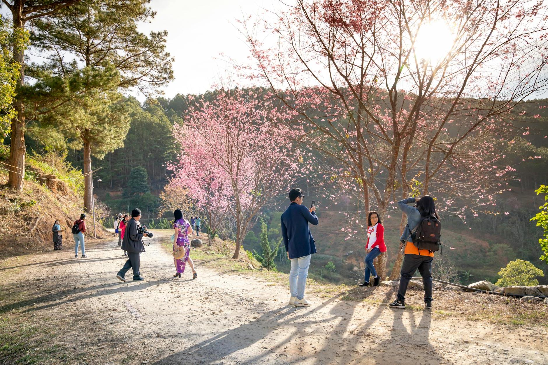 Full length of anonymous tourists on path on cliff near trees with pink blooming flowers near green highland in sunny day in park