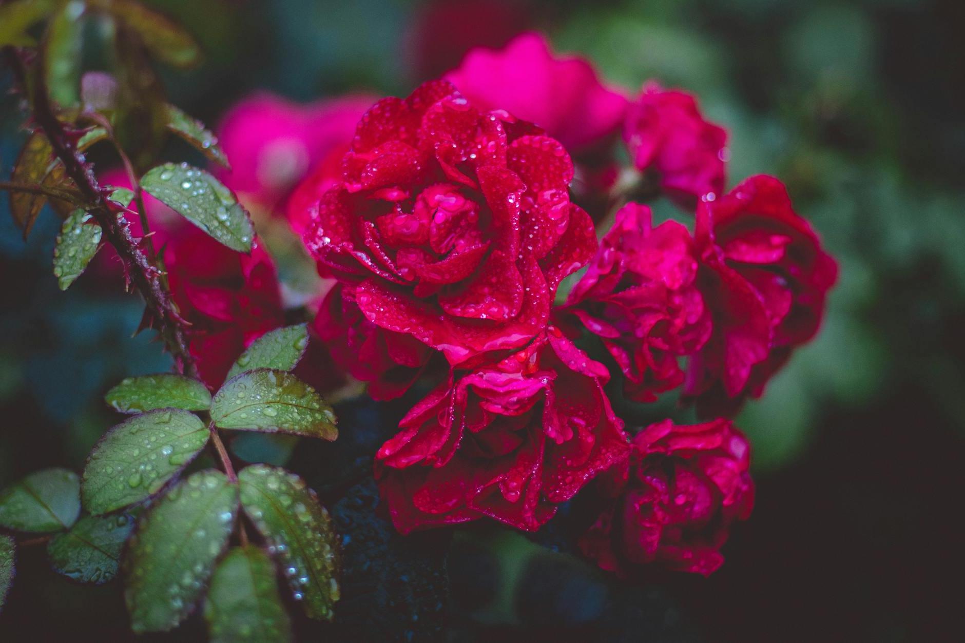 Photography of Red Roses