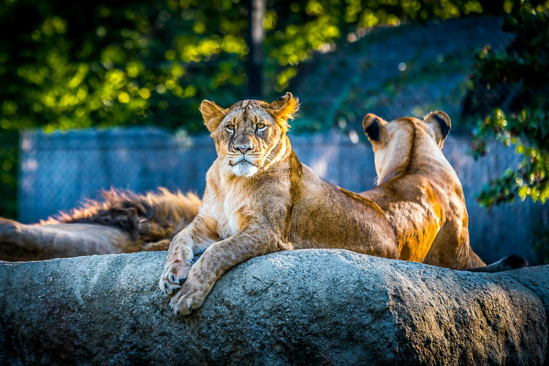 Tiger on Rock