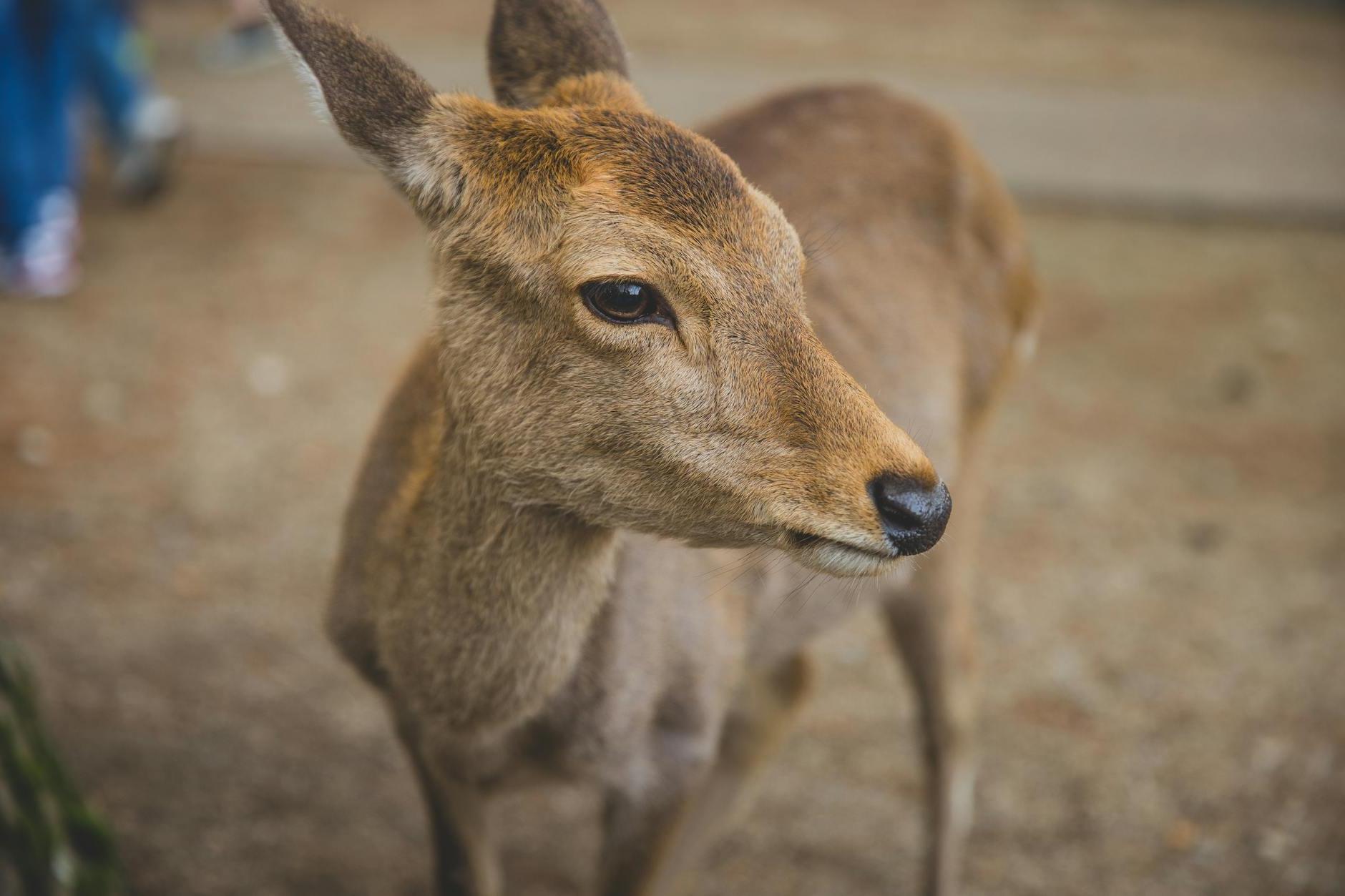 Calm young roe deer standing on dry grass near camera and looking away in natural sanctuary