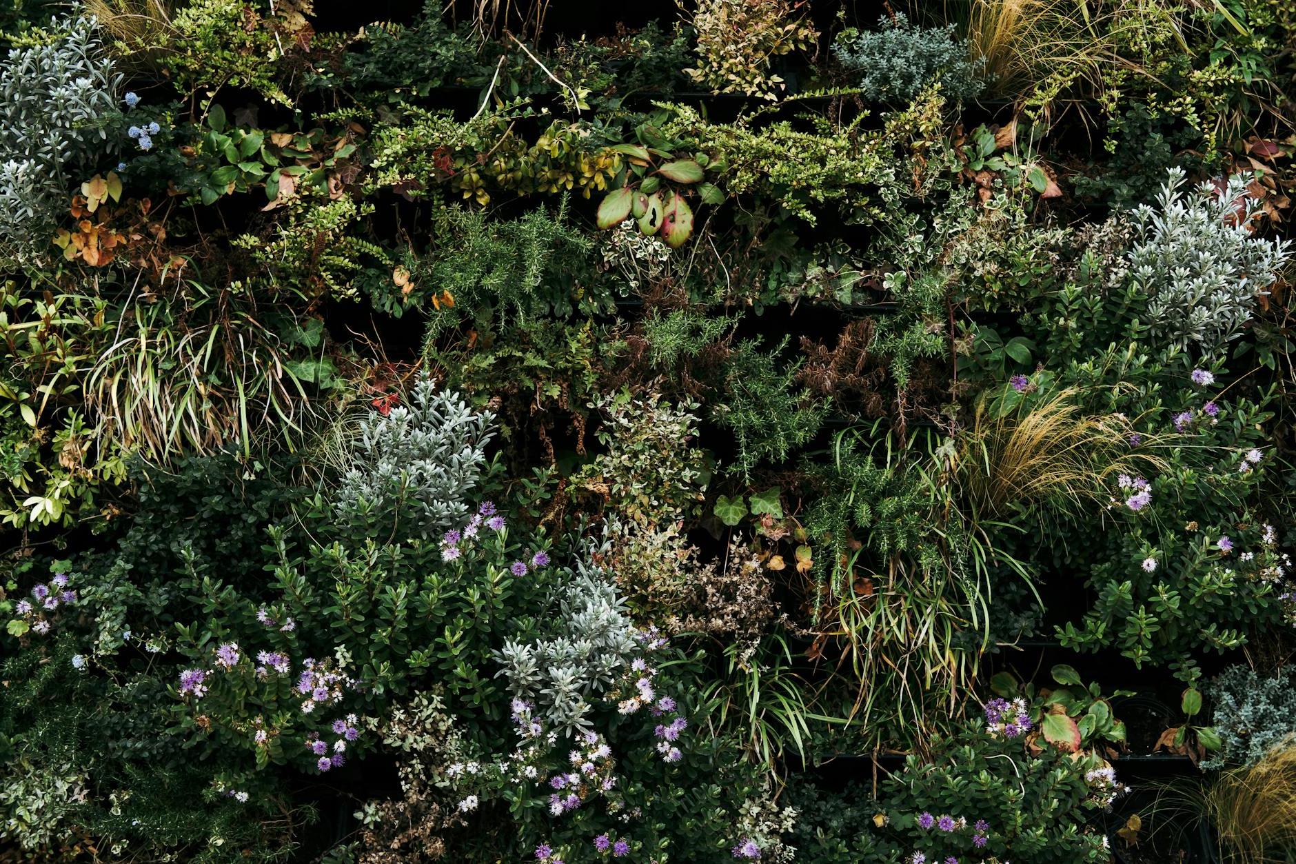 From above of various wildflowers and plants growing on green meadow on sunny day