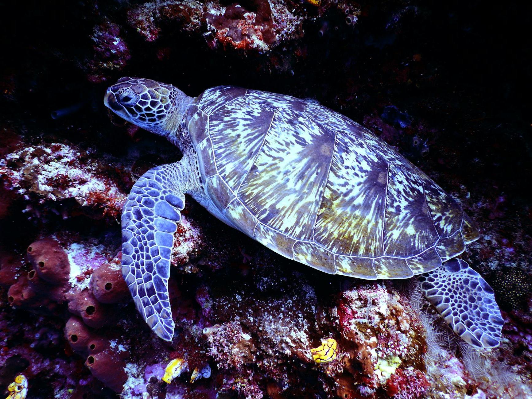 Underwater Photography of Brown Sea Turtle