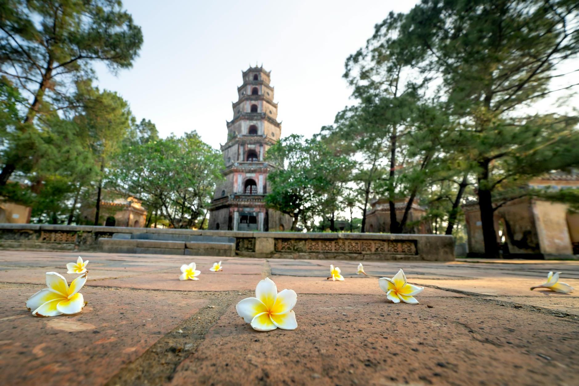 Ground level of fresh delicate magnolia flowers scattered on ground near ancient Pagoda of the Celestial Lady located in Hue city in Vietnam