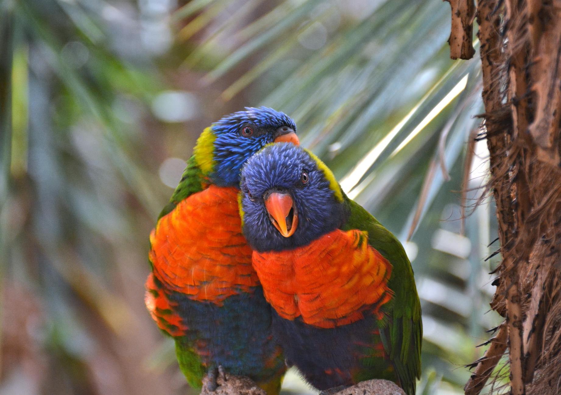 Colorful Birds Perched on the Tree