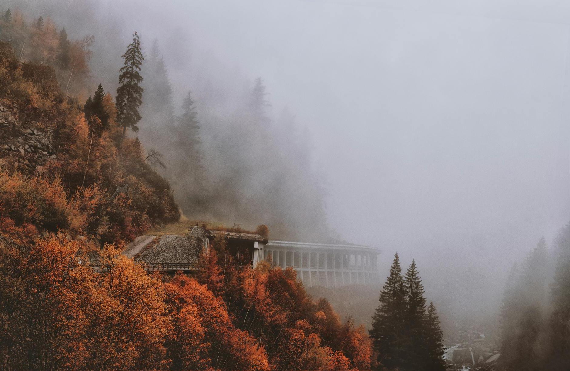 Brown and Green Leaved Trees Covered With Fog