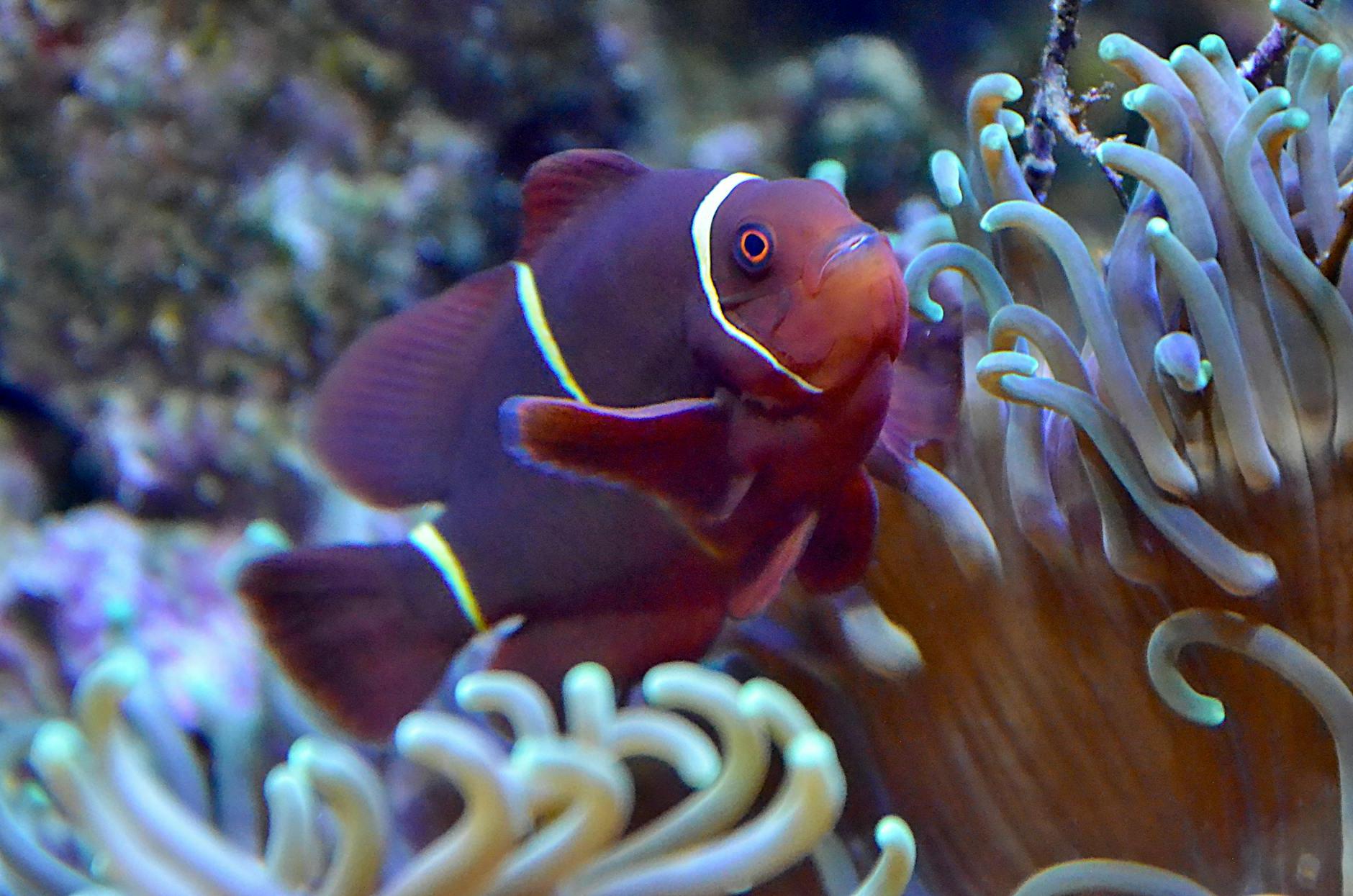 Close-up of Fish in Aquarium