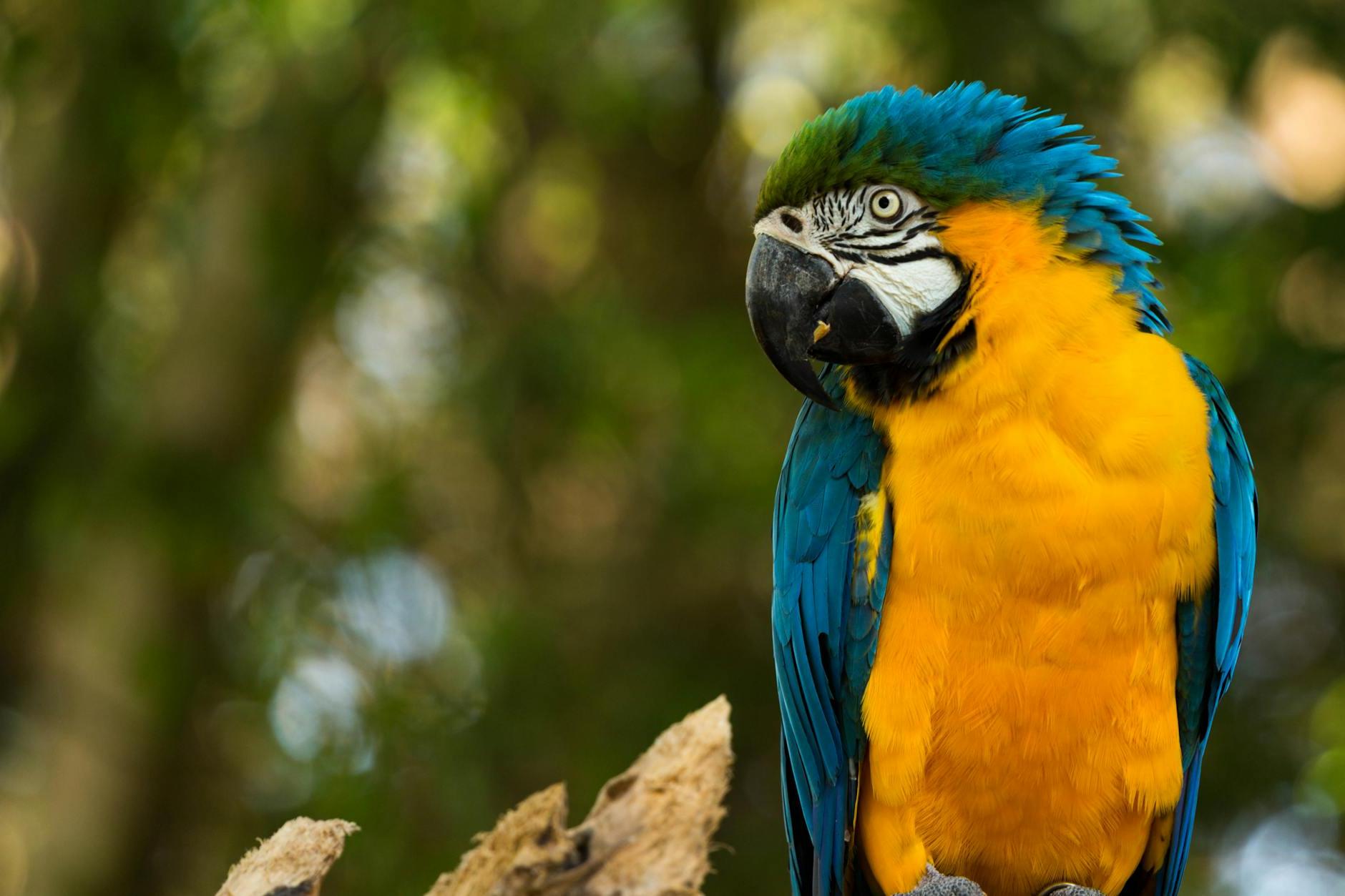 Selective-focus Photography of Blue Macaw