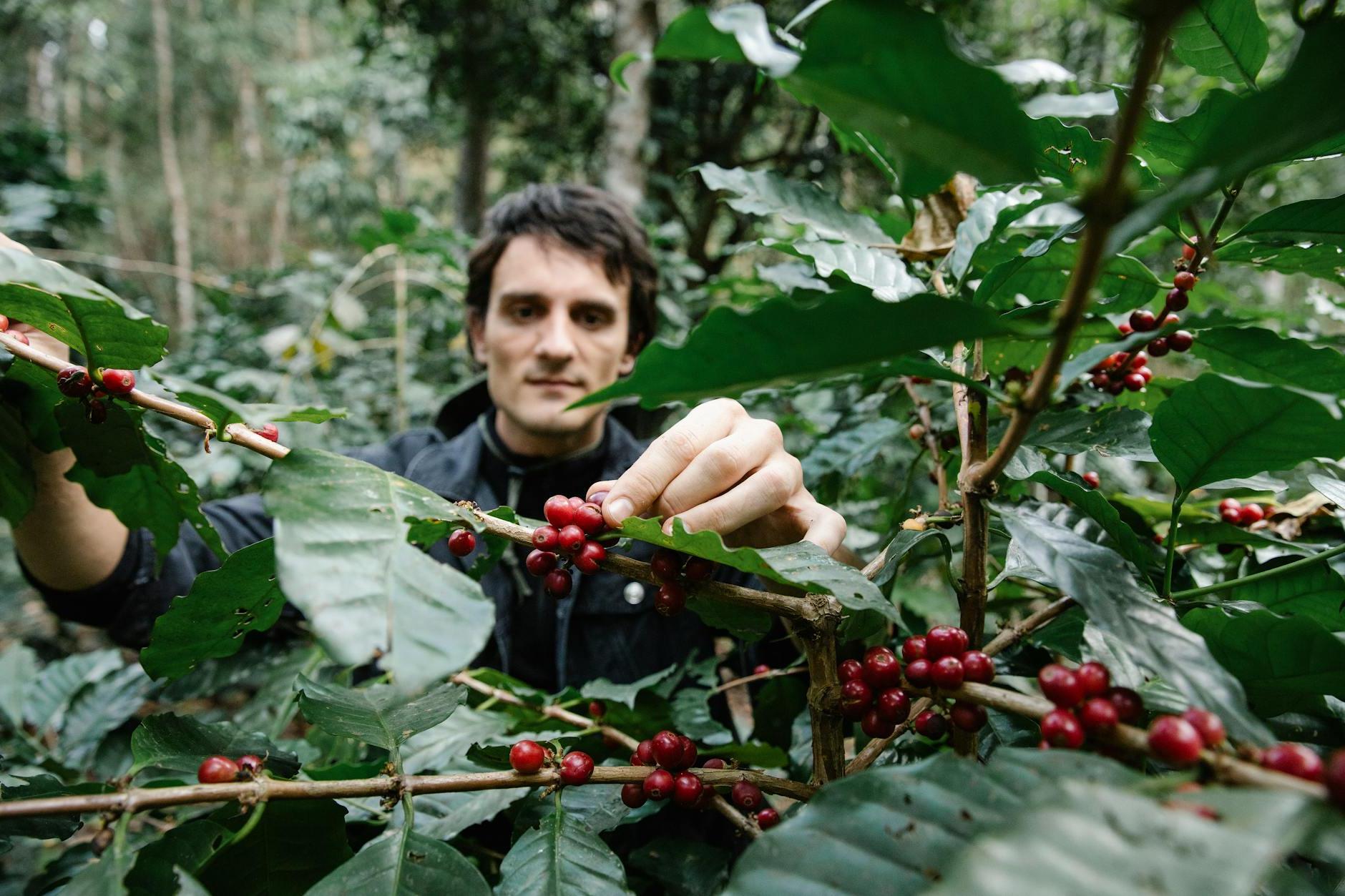 A Farmer Picking Coffee Fruits from the Coffee Tree