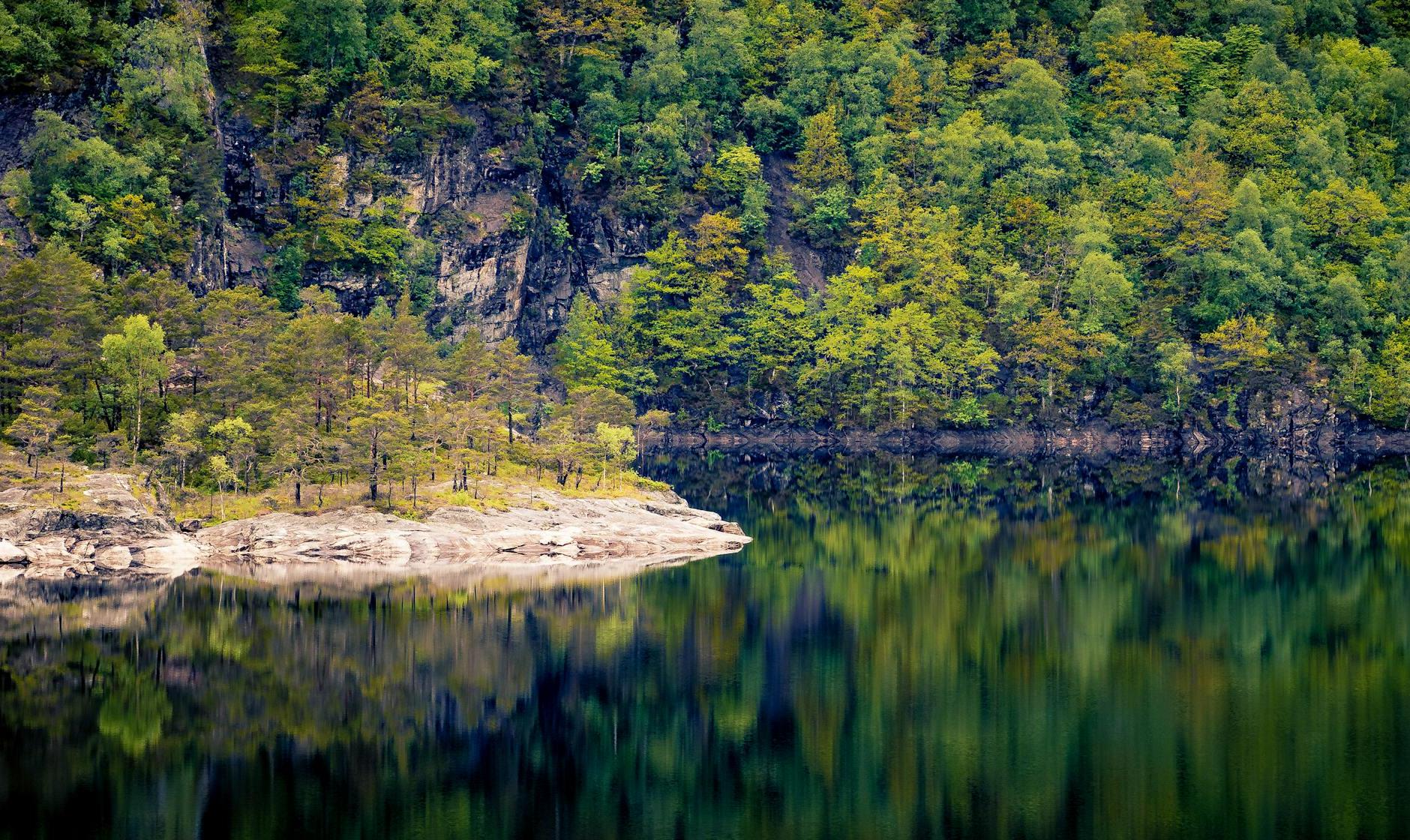 Scenic View of the Forest