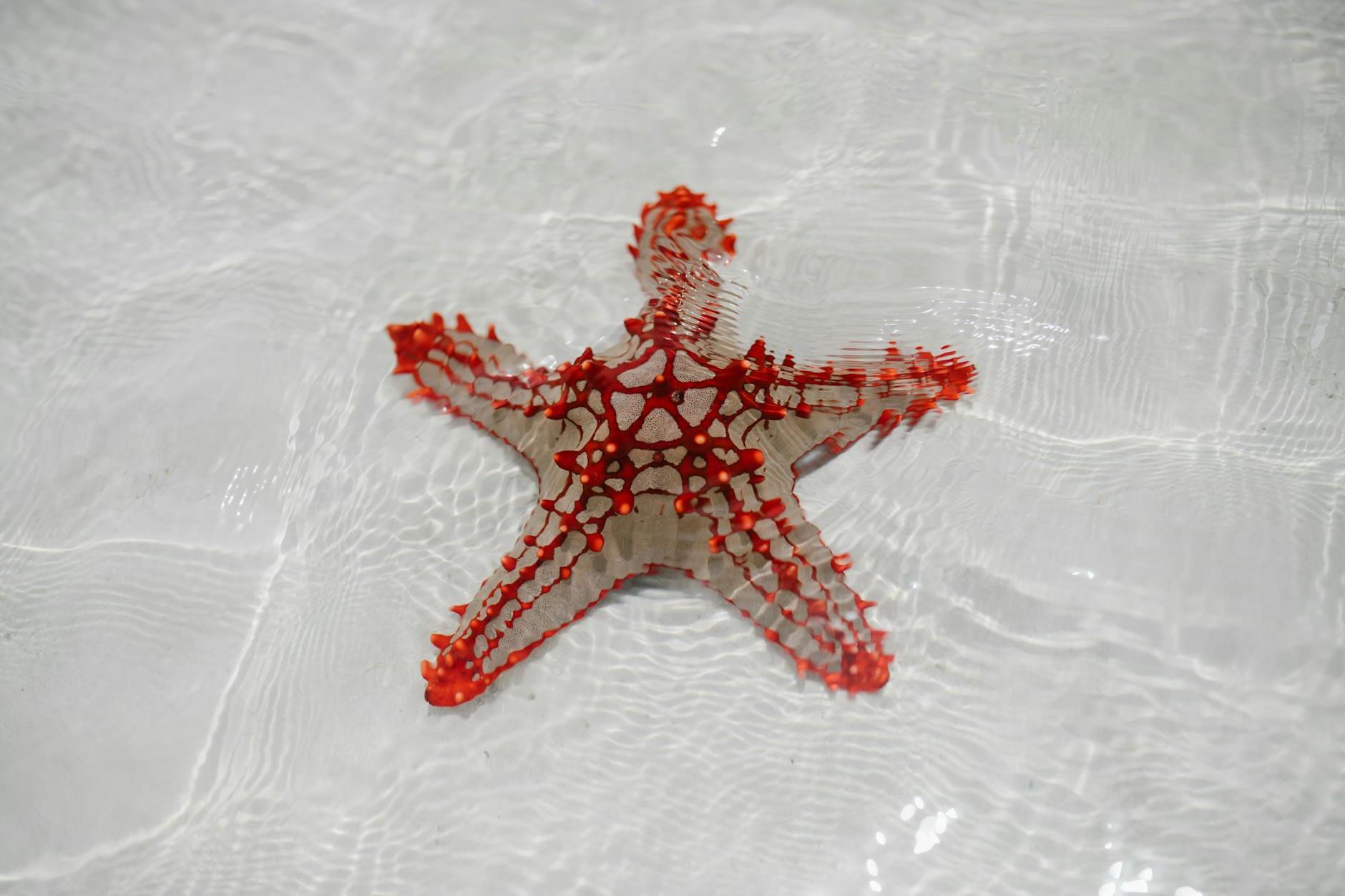 From above of starfish echinoderm from class Asteroidea on sandy bottom of clear shallow water