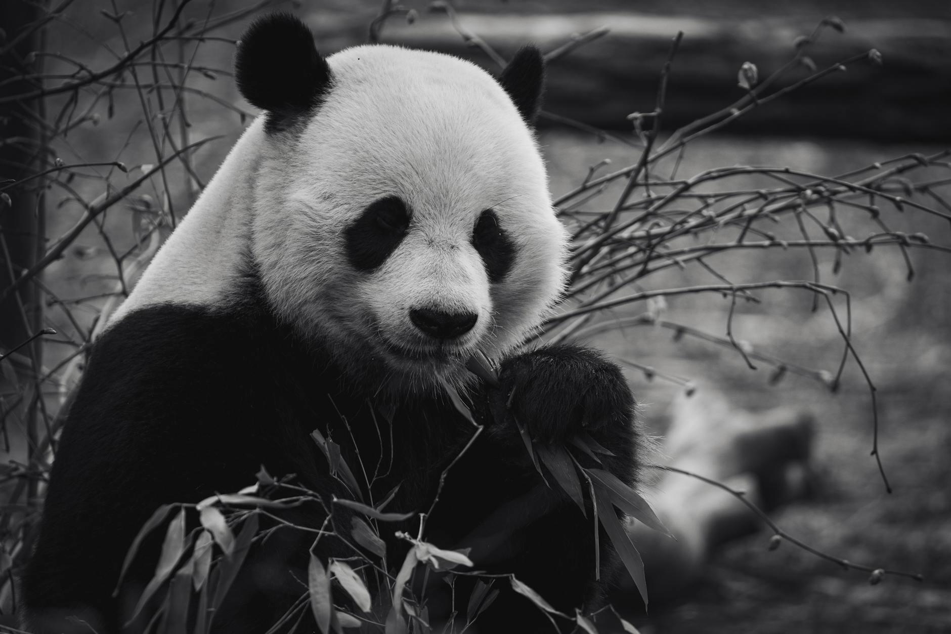 Panda bear eating bamboo leaves in zoo