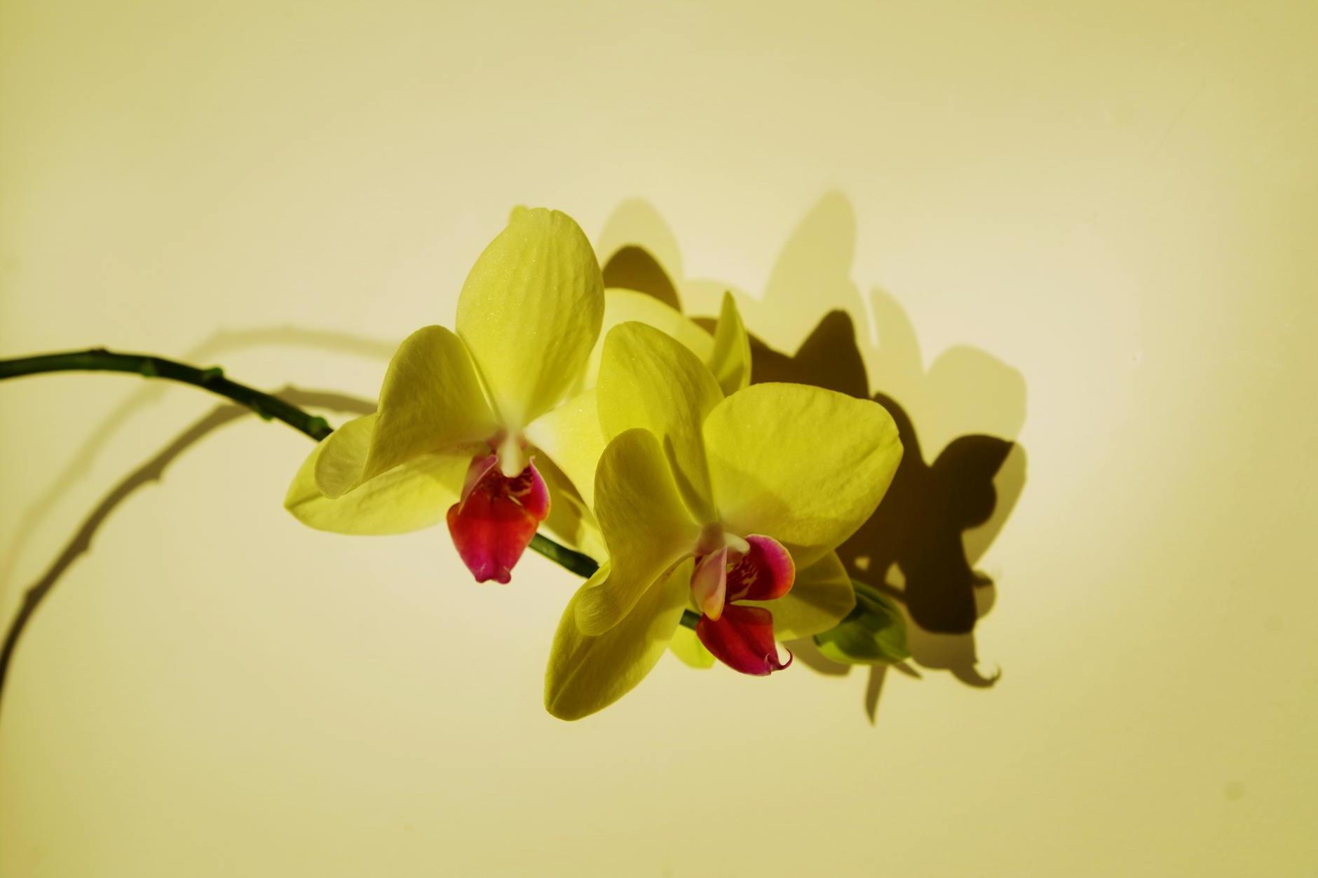 Close-up Photo of Orchids