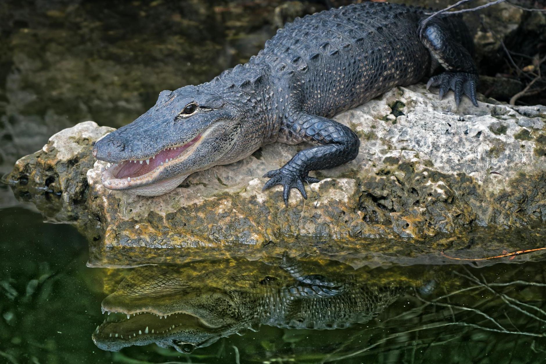Selective Focus Photography of Crocodile
