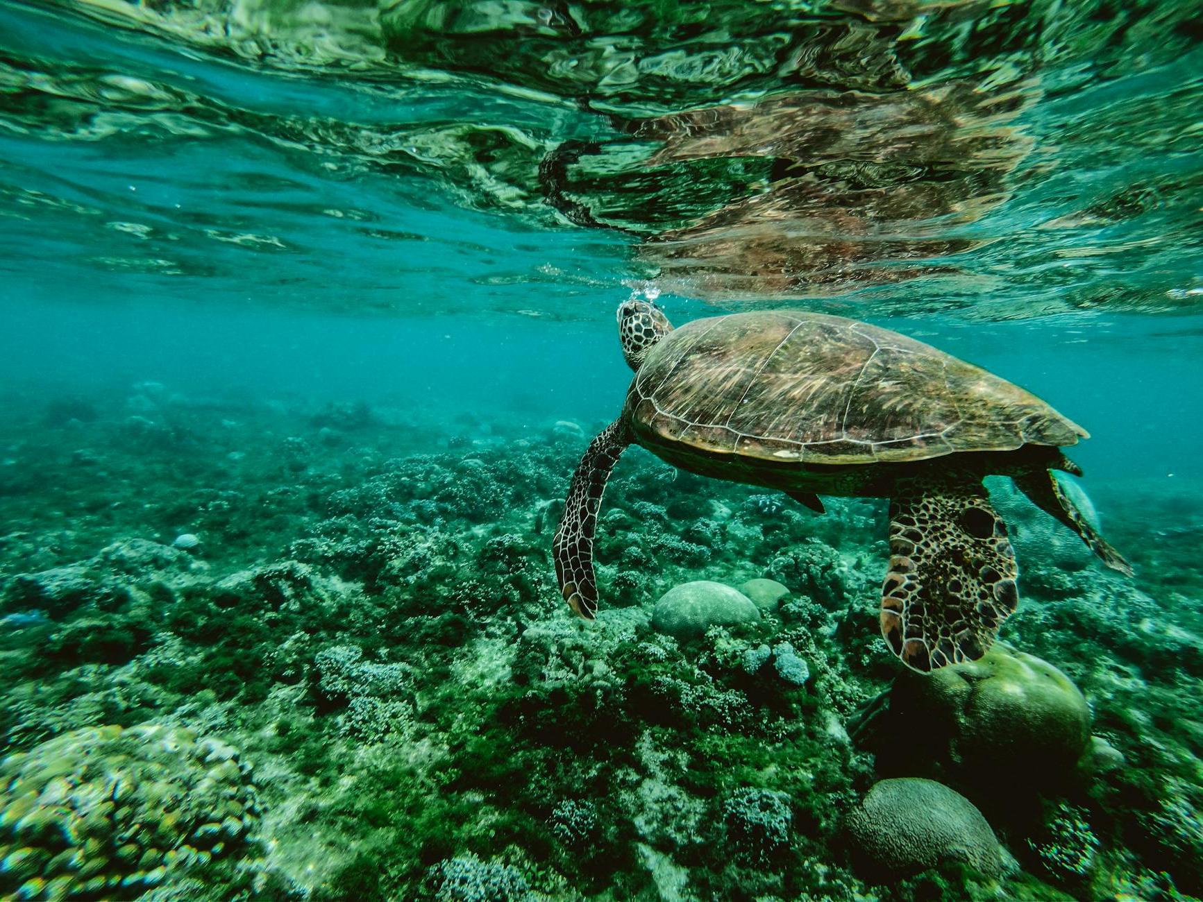 Photo of a Turtle Swimming Underwater