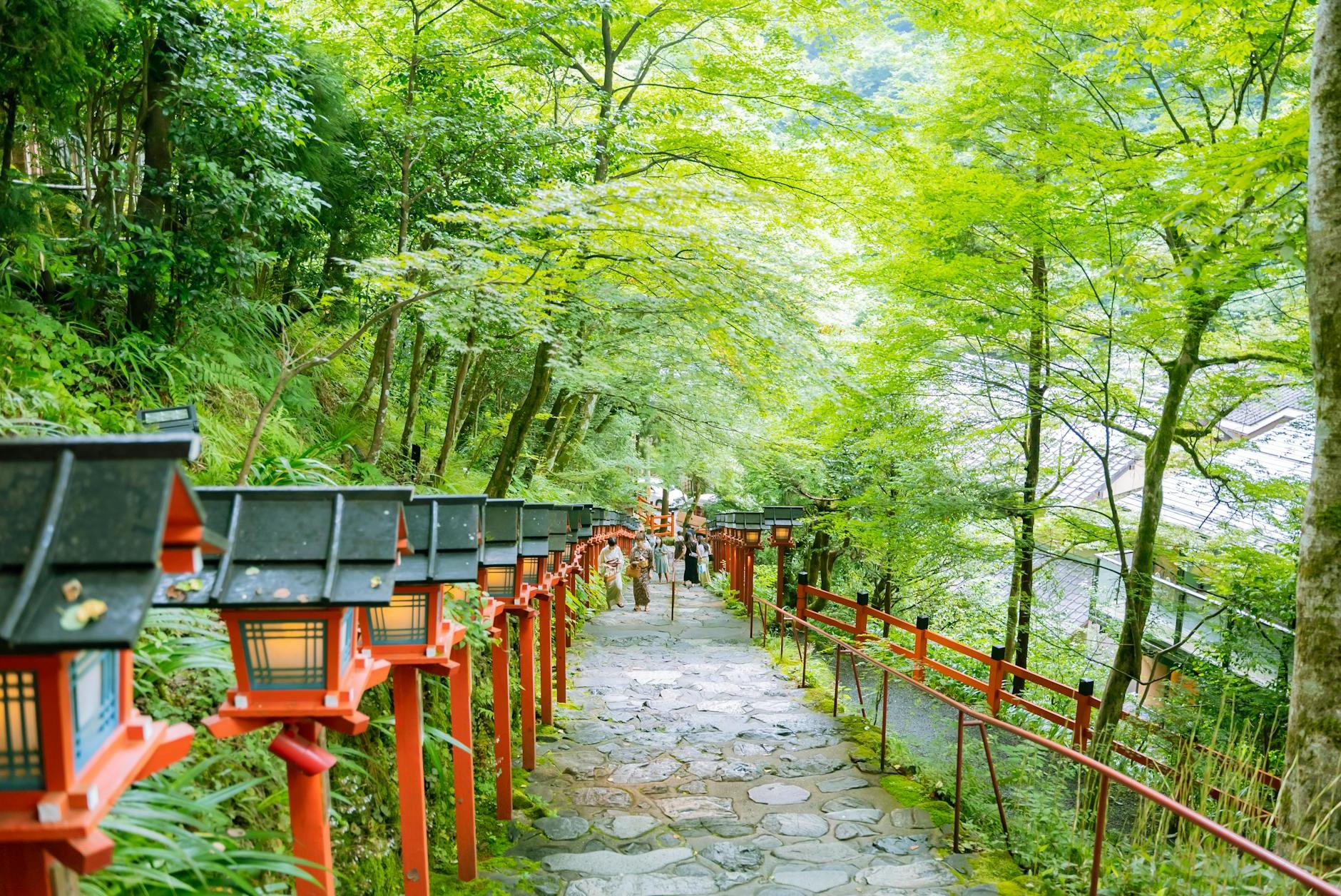 Green Trees Near the Walk Path