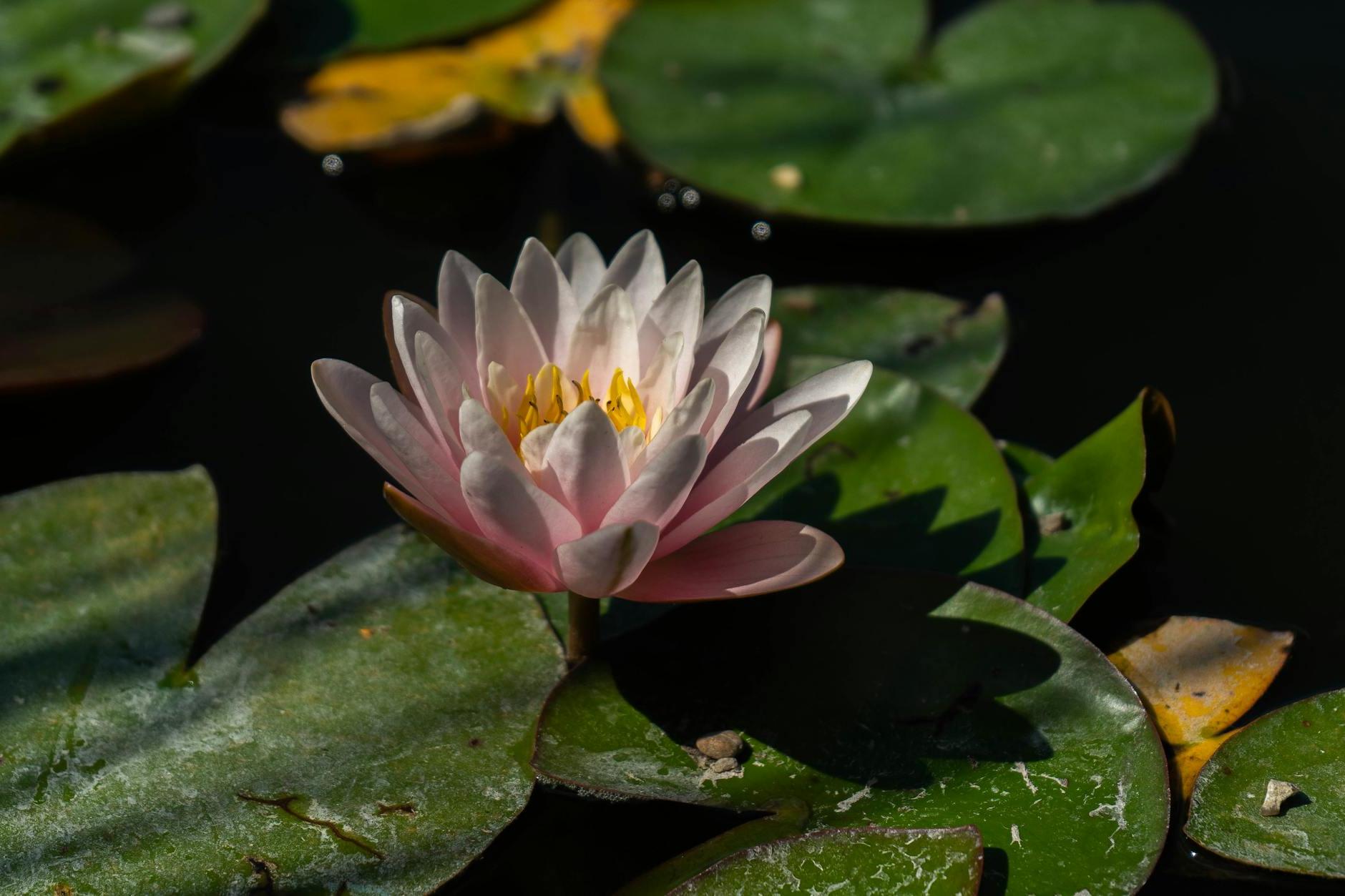 Beautiful Pink Lotus Flower 