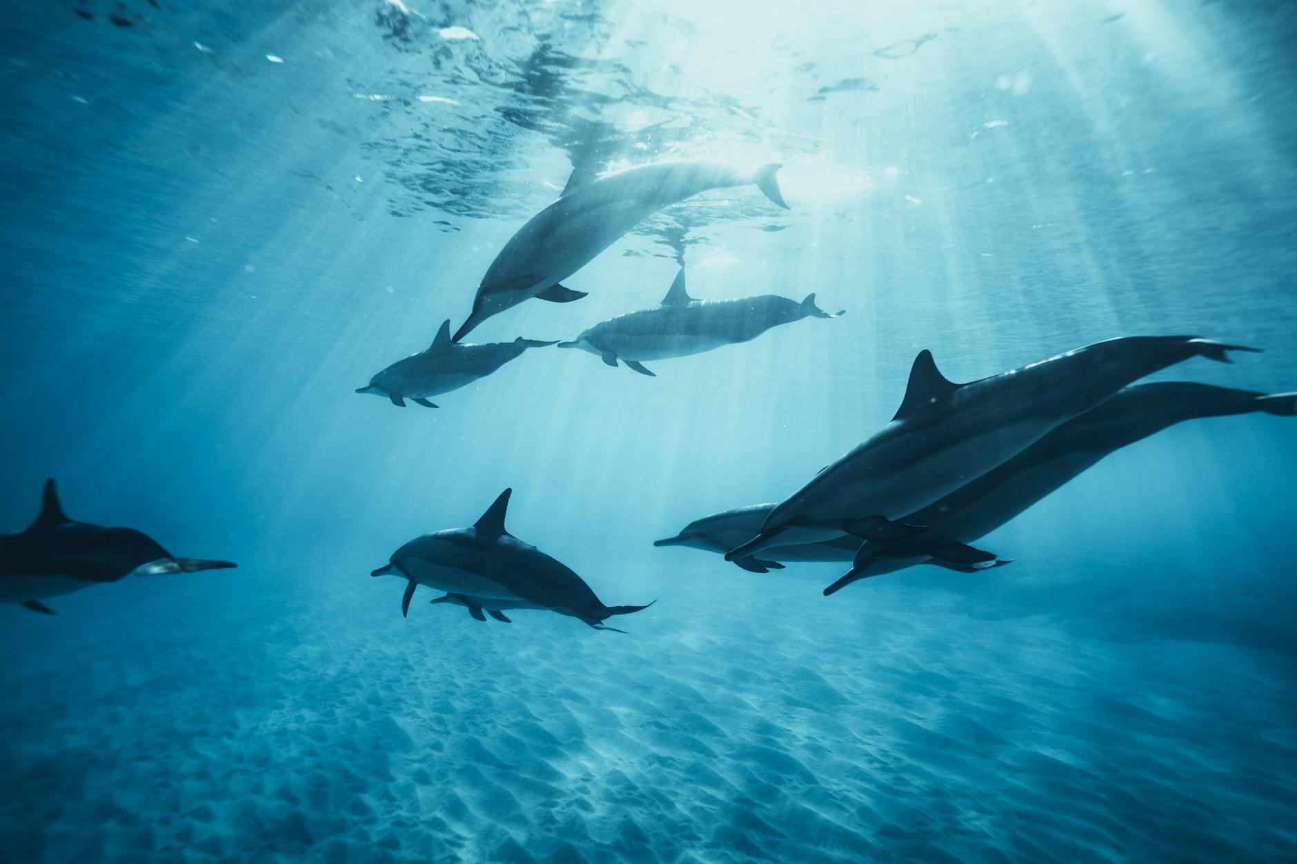 Dolphins swimming underwater